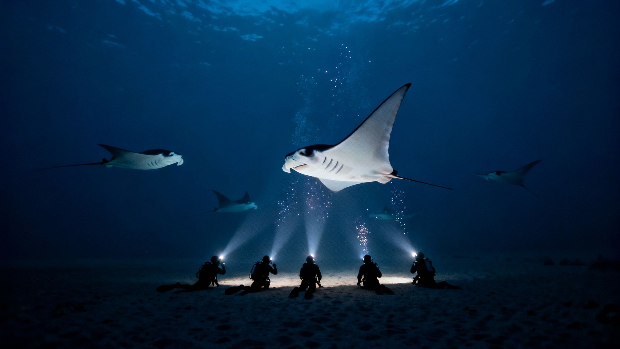 Giant manta ray swimming gracefully in the dark ocean with scuba divers' lights shining up from below.