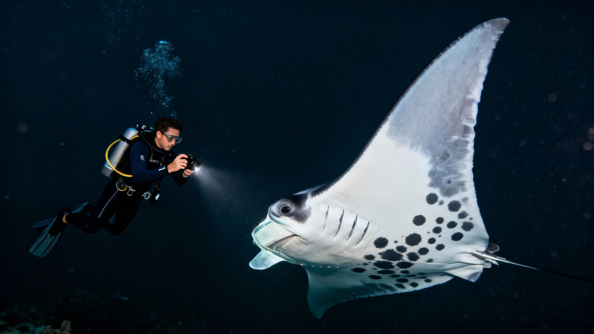 A scuba diver at night watches a large manta ray with distinct spot patterns on its belly glide overhead.