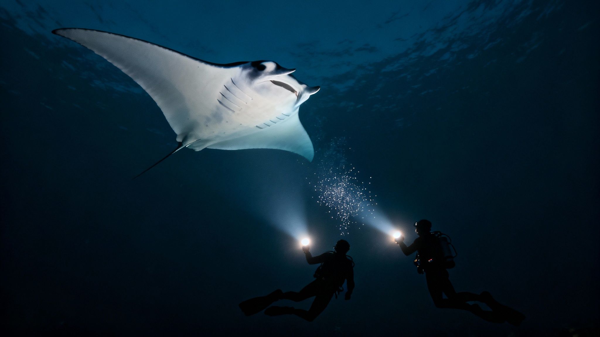 A scuba diver swims near a massive manta ray during a night dive on the Big Island.