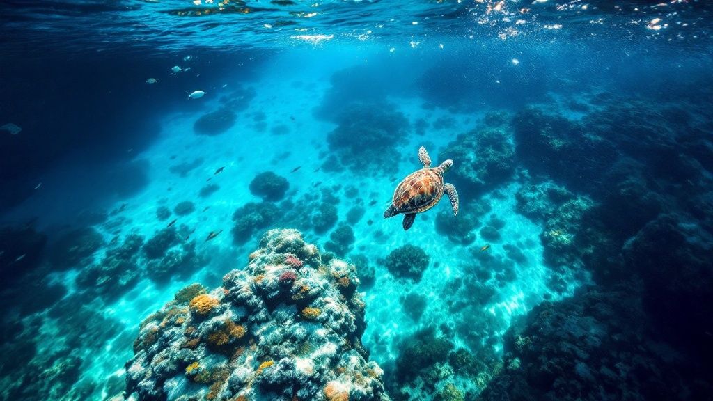 Kealakekua Bay Marine Life Conservation District