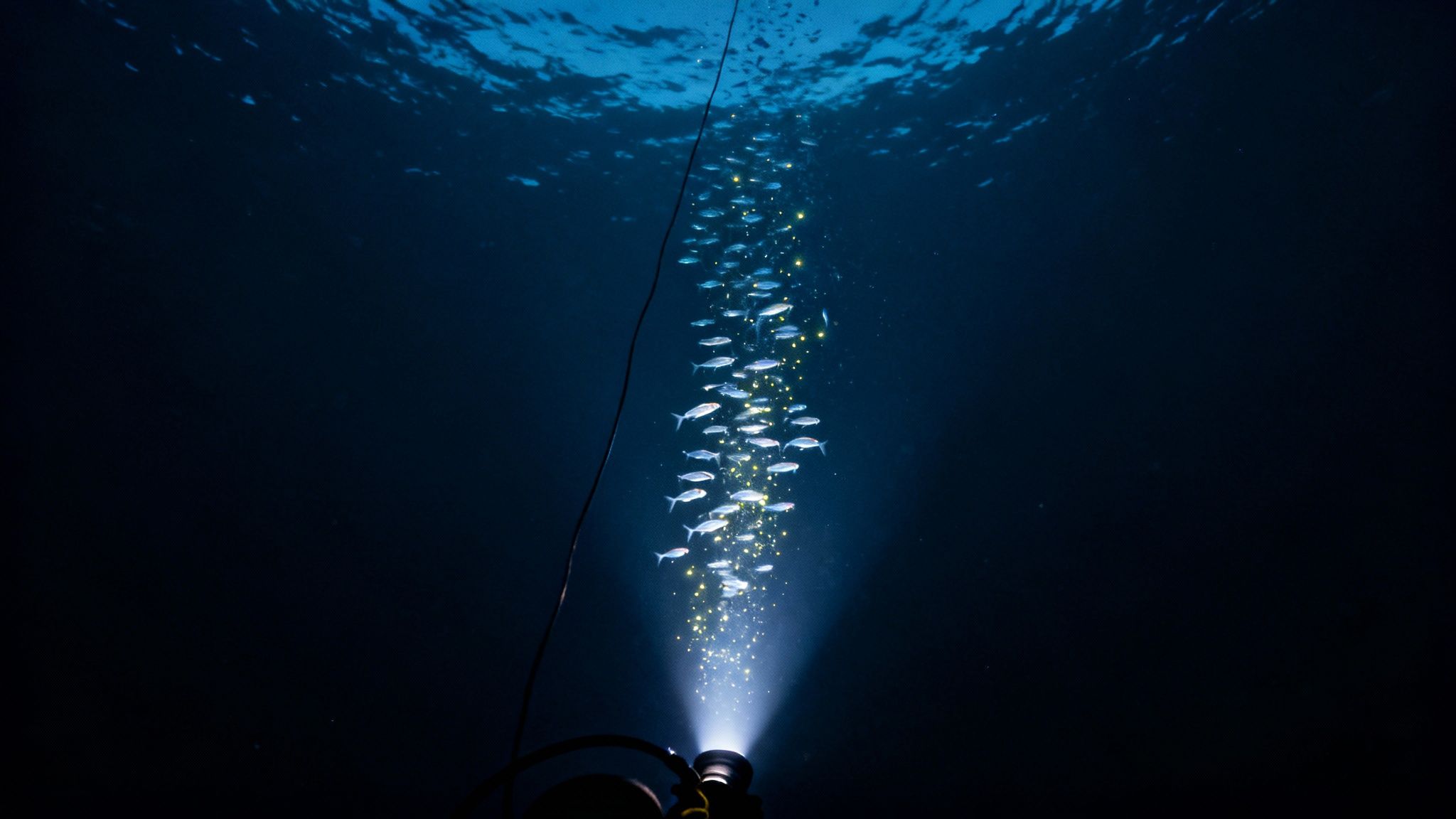 A diver's light illuminates a school of small fish swimming upwards in dark ocean waters.