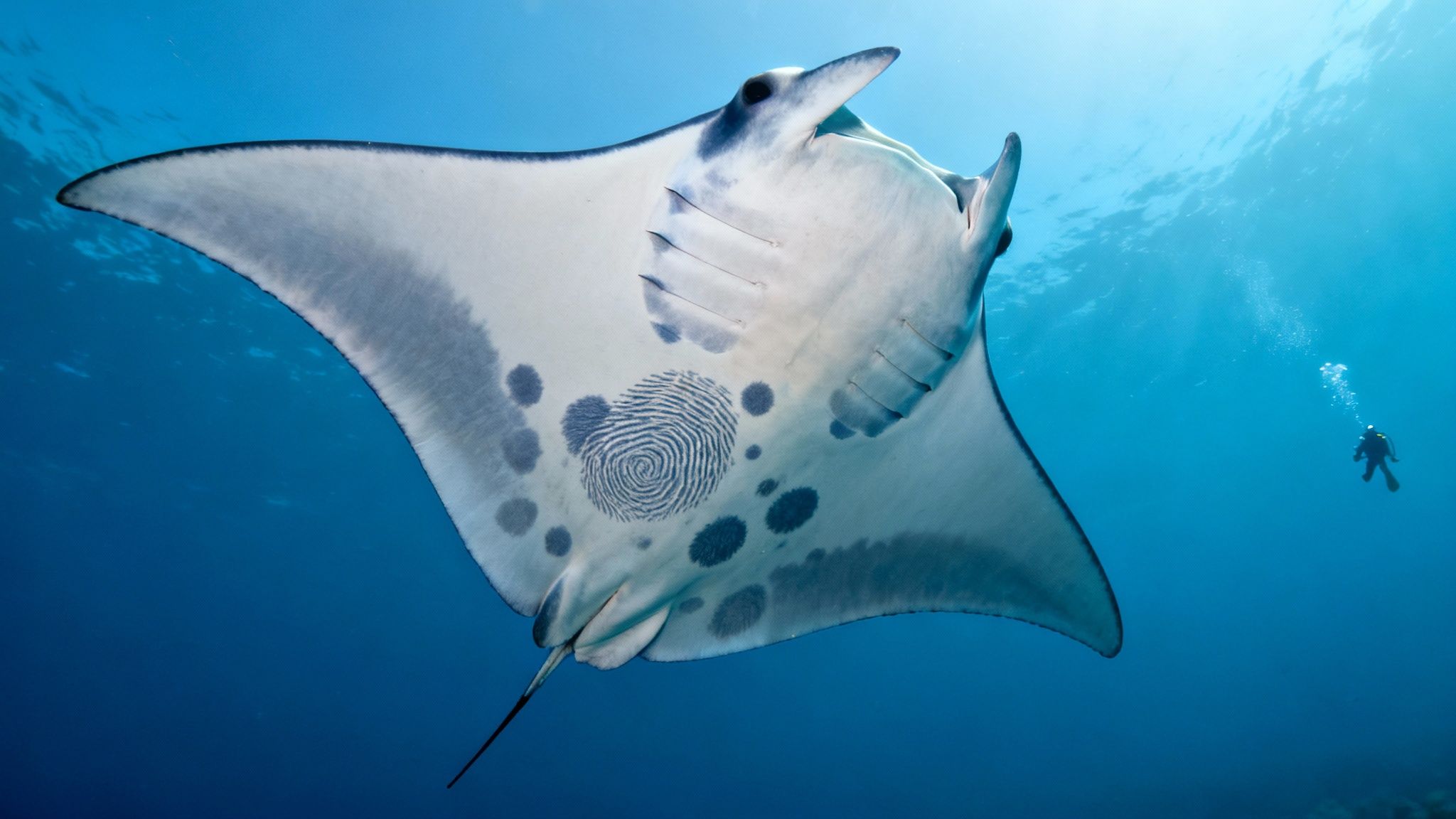 A close-up underwater shot of a manta ray with its mouth open, filtering for plankton in the clear blue Kona water.