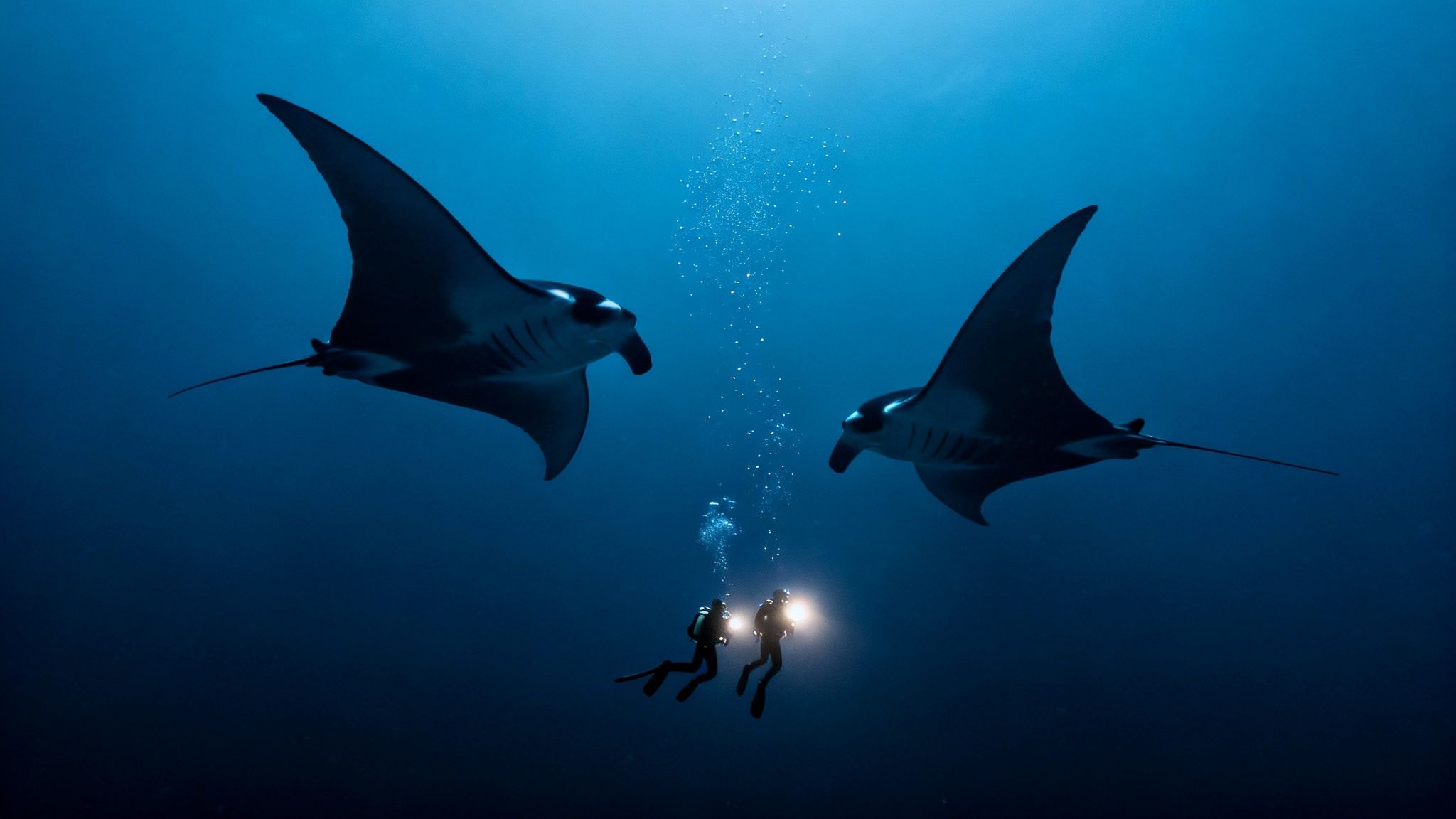 Glowing manta ray illuminated by dive light at Garden Eel Cove