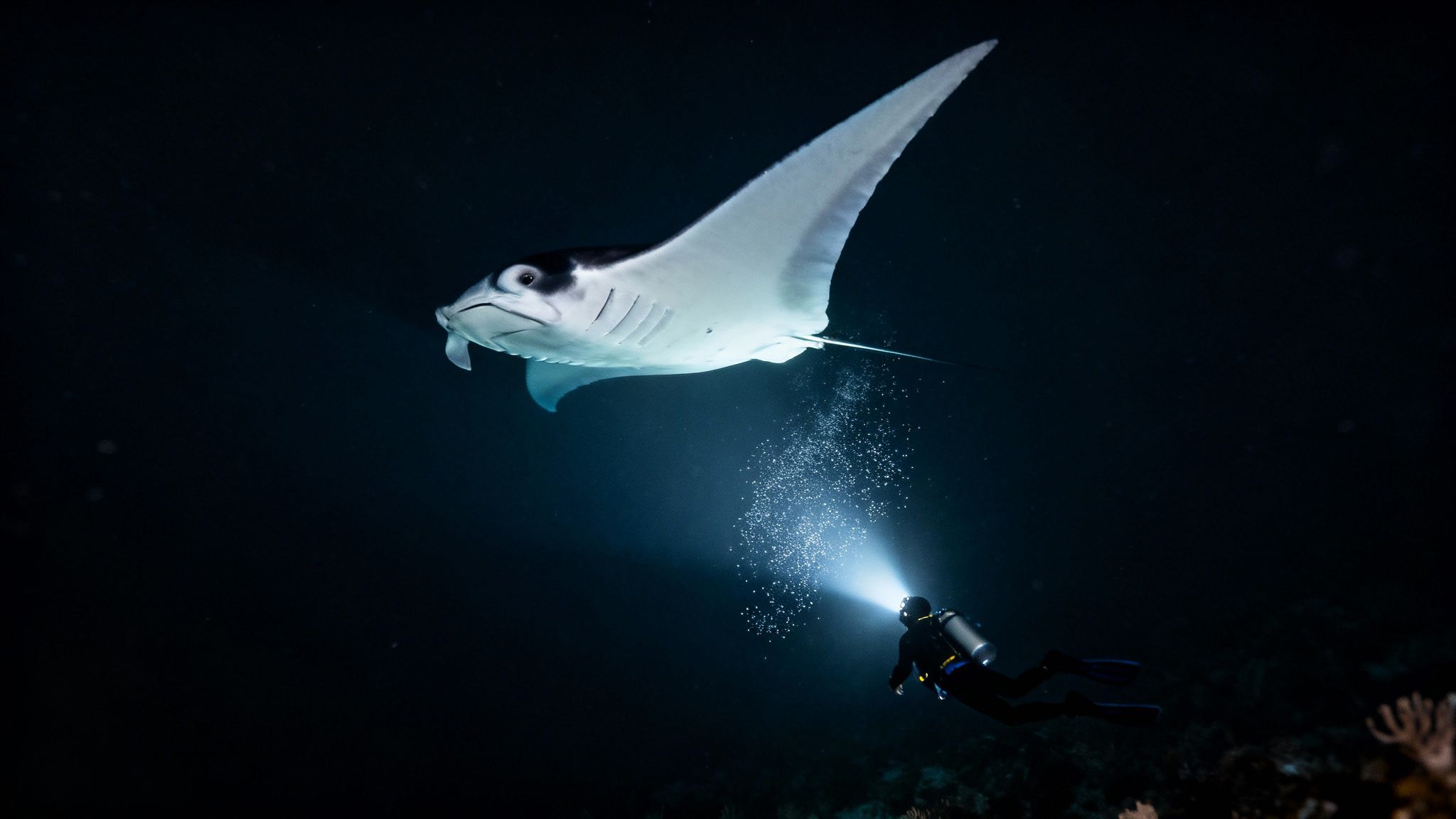 Giant manta rays glide through the water at night, illuminated by divers' lights on the Big Island.