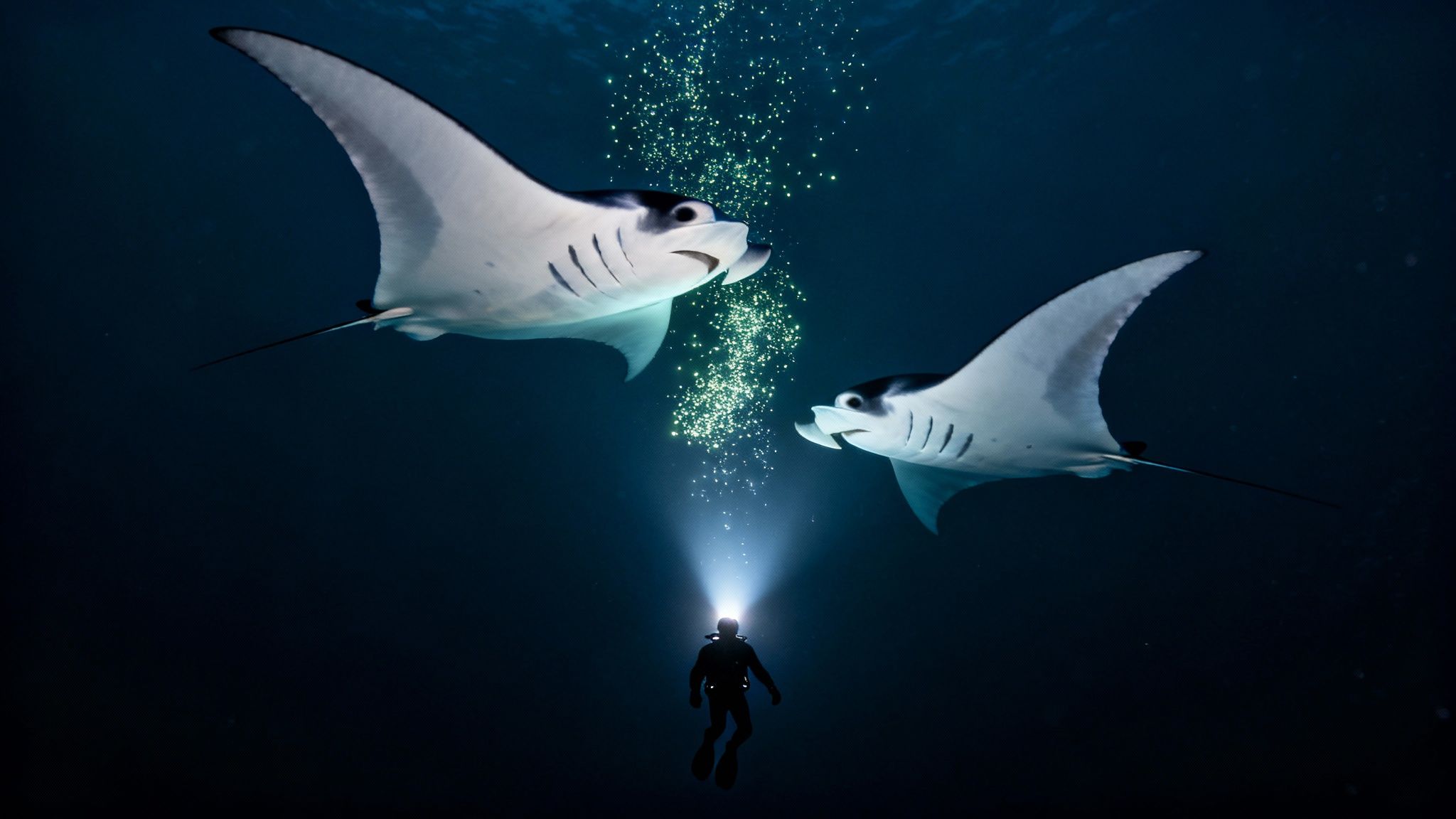 A scuba diver shines a light on two majestic manta rays in the deep ocean, surrounded by glowing plankton.