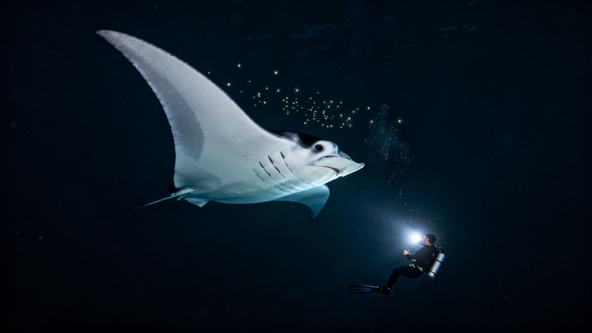 A scuba diver shines a light on a majestic manta ray in dark ocean water with sparkling lights.