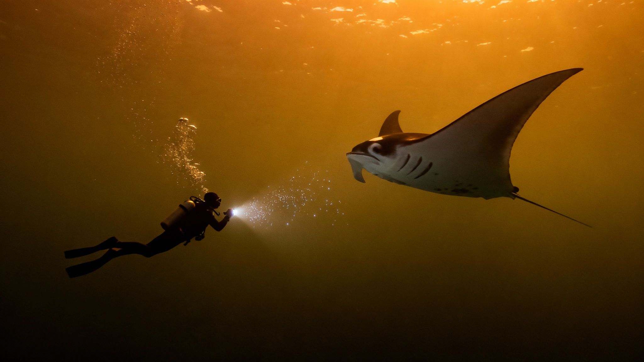 A diver illuminates a majestic manta ray with a flashlight during a captivating night dive.