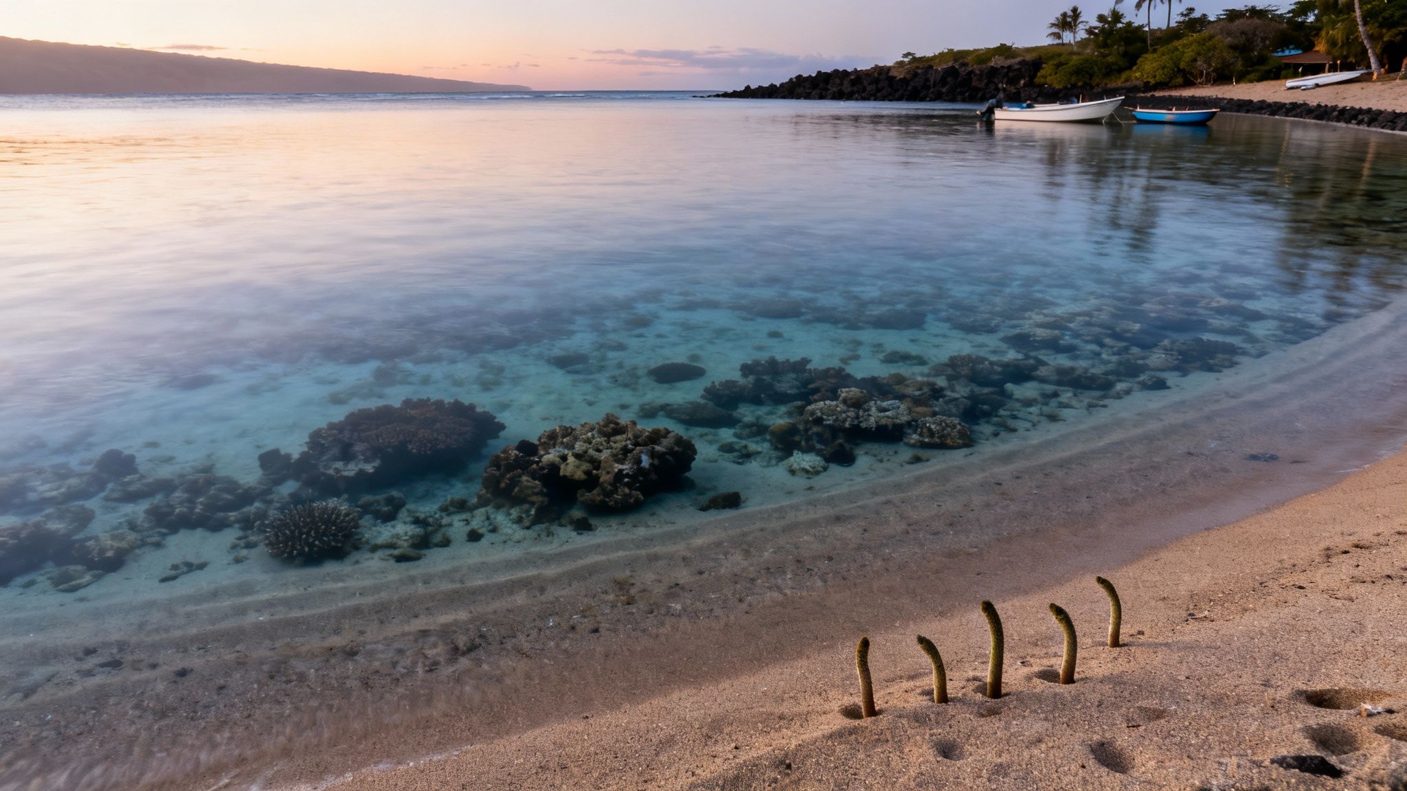 Garden Eel Cove Manta Dive