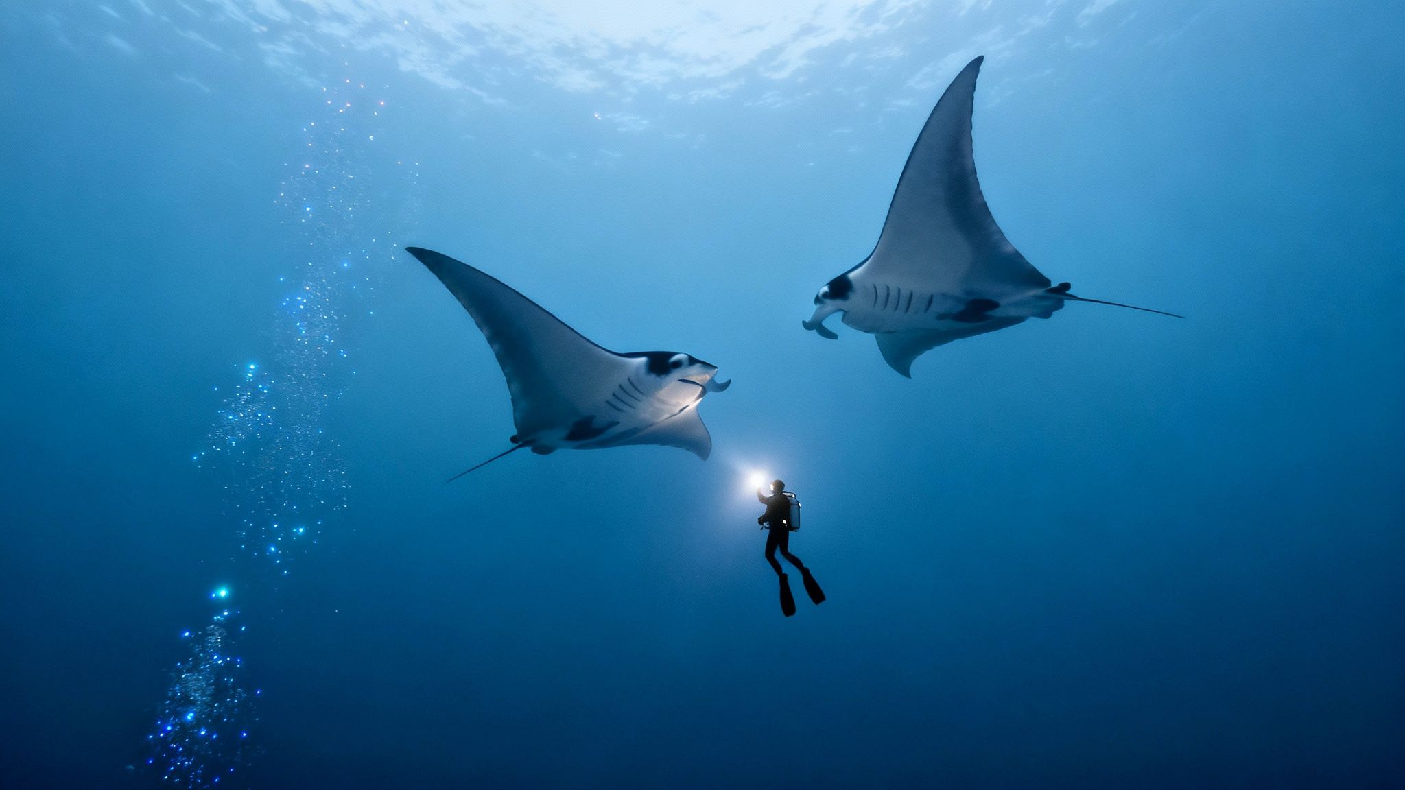 A diver shines a light on two majestic manta rays swimming gracefully in the dark blue ocean.
