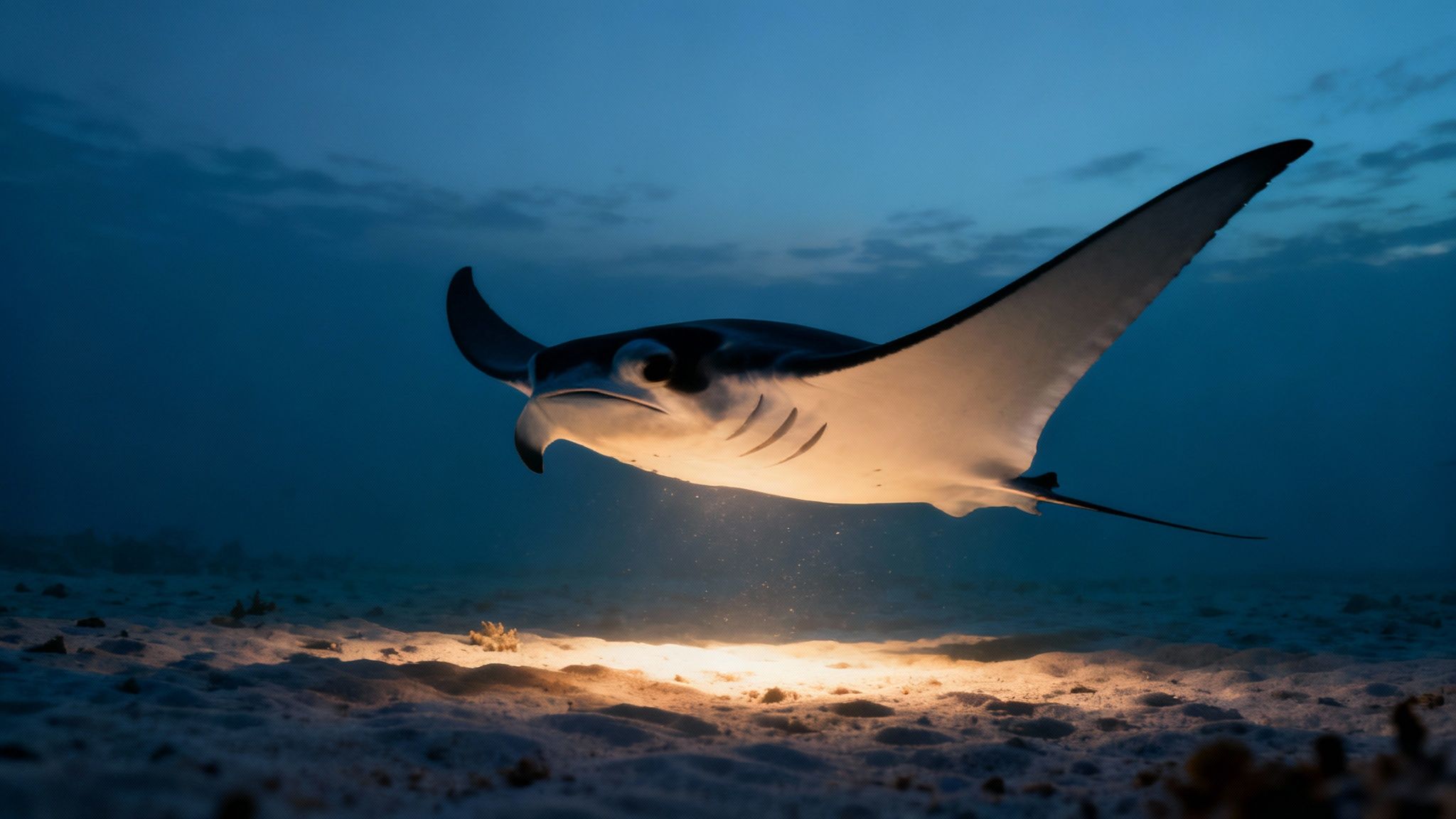 A newly certified diver joyfully exploring the vibrant underwater world of Kona.