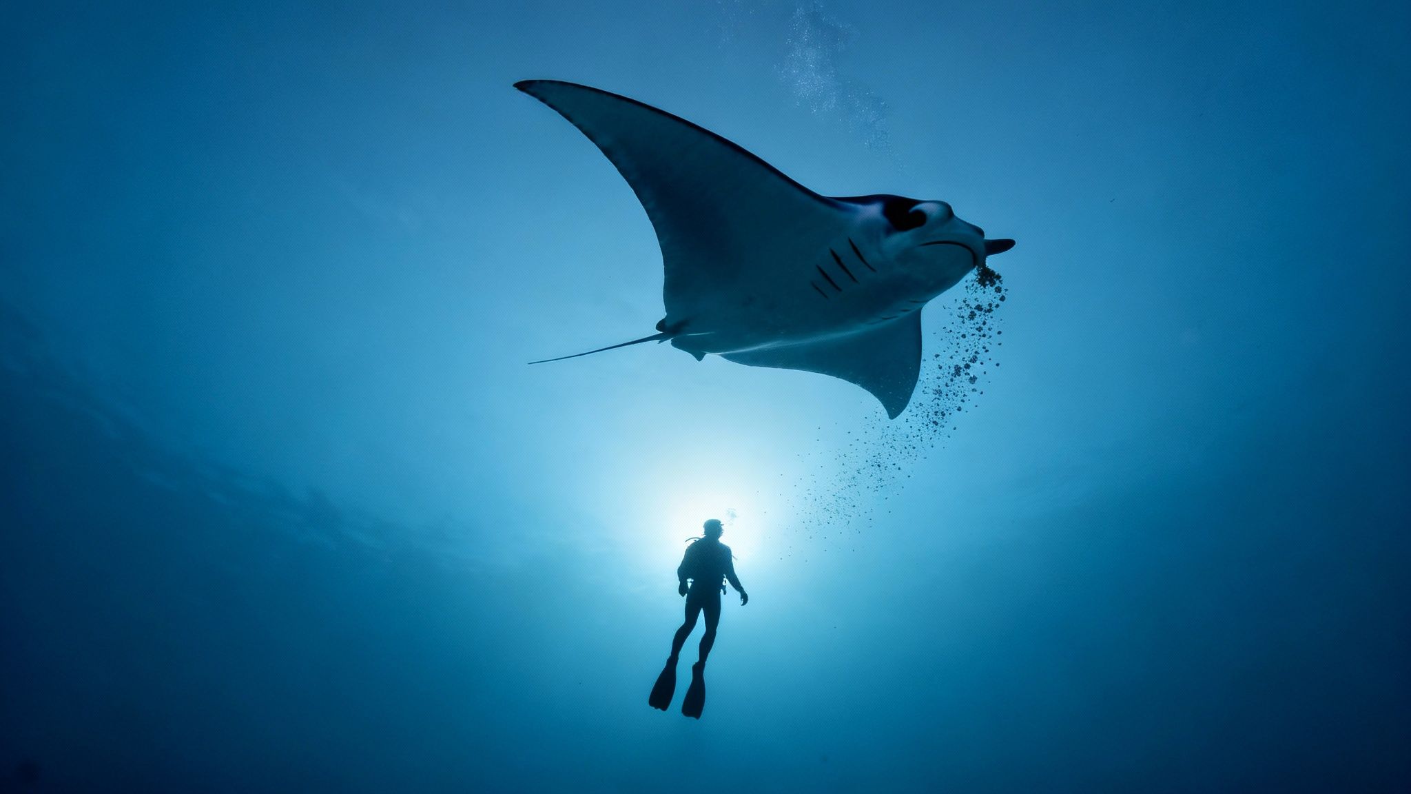 Scuba diver swimming beneath large manta ray silhouetted against sunlight underwater in deep blue ocean