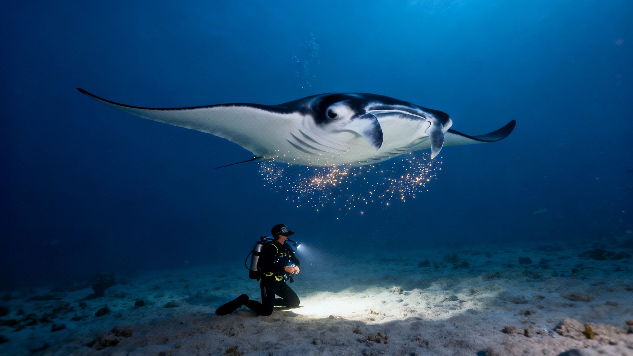 A group of majestic manta rays swimming gracefully at night, illuminated by divers' lights.