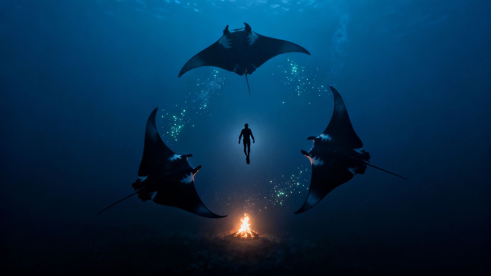 Several giant manta rays swim gracefully at night, illuminated by divers' lights in Kailua Kona.