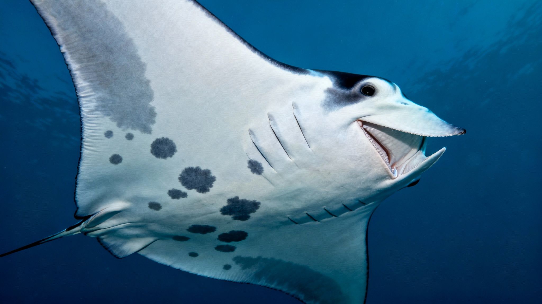 A majestic manta ray with dark spots gracefully swims through deep blue ocean waters.
