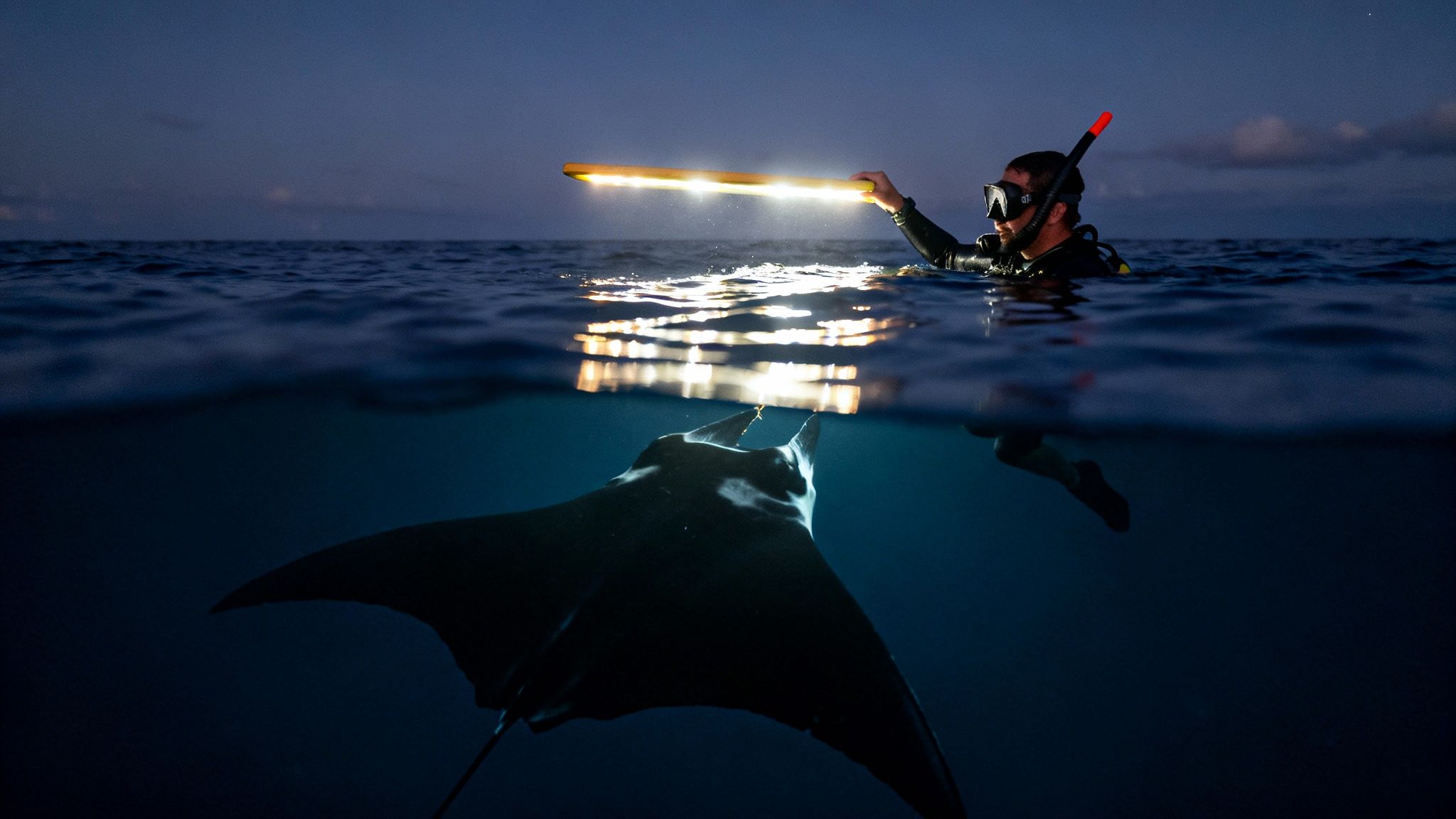 A diver holds a light above water, illuminating a manta ray swimming beneath at night.
