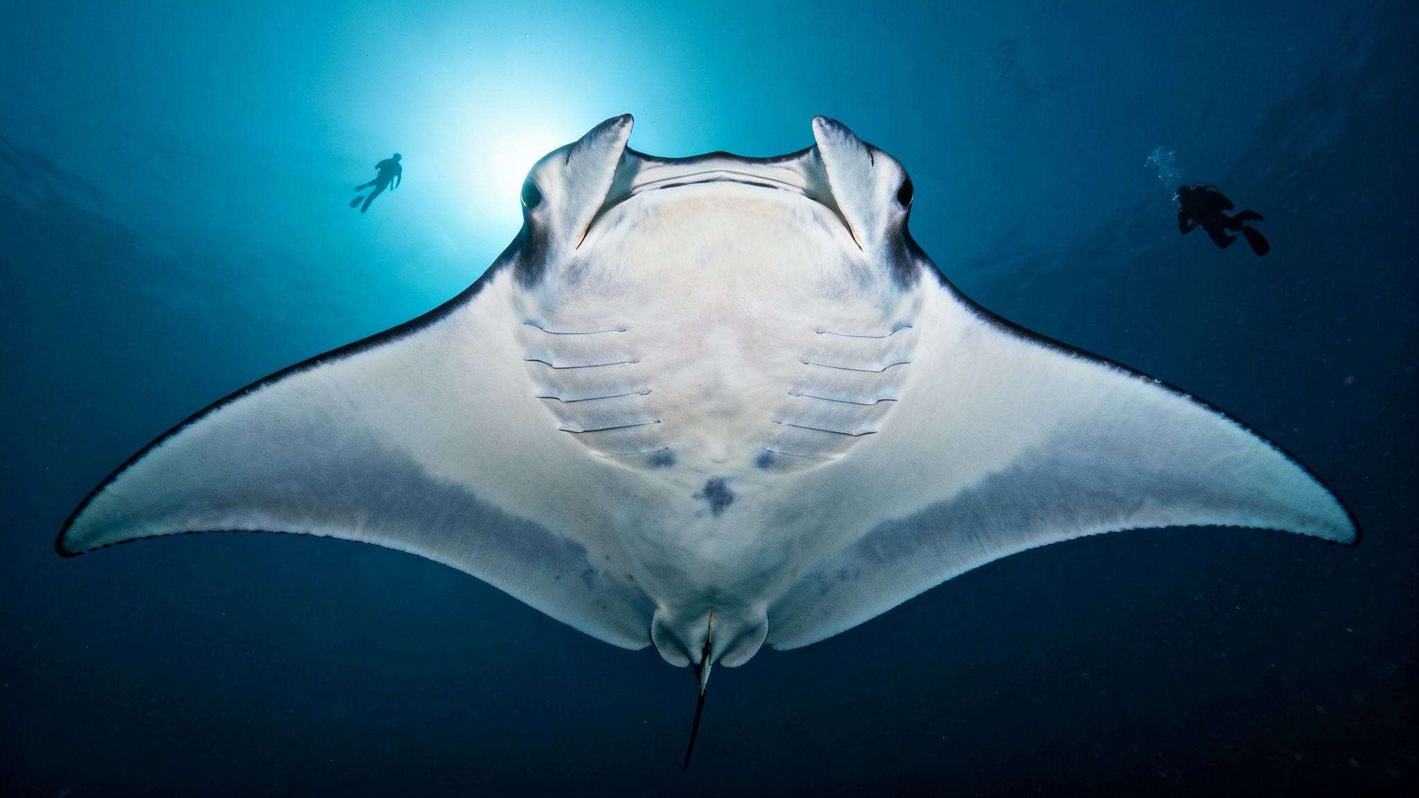 A manta ray gracefully swims over a diver's head in the clear waters of Kona.