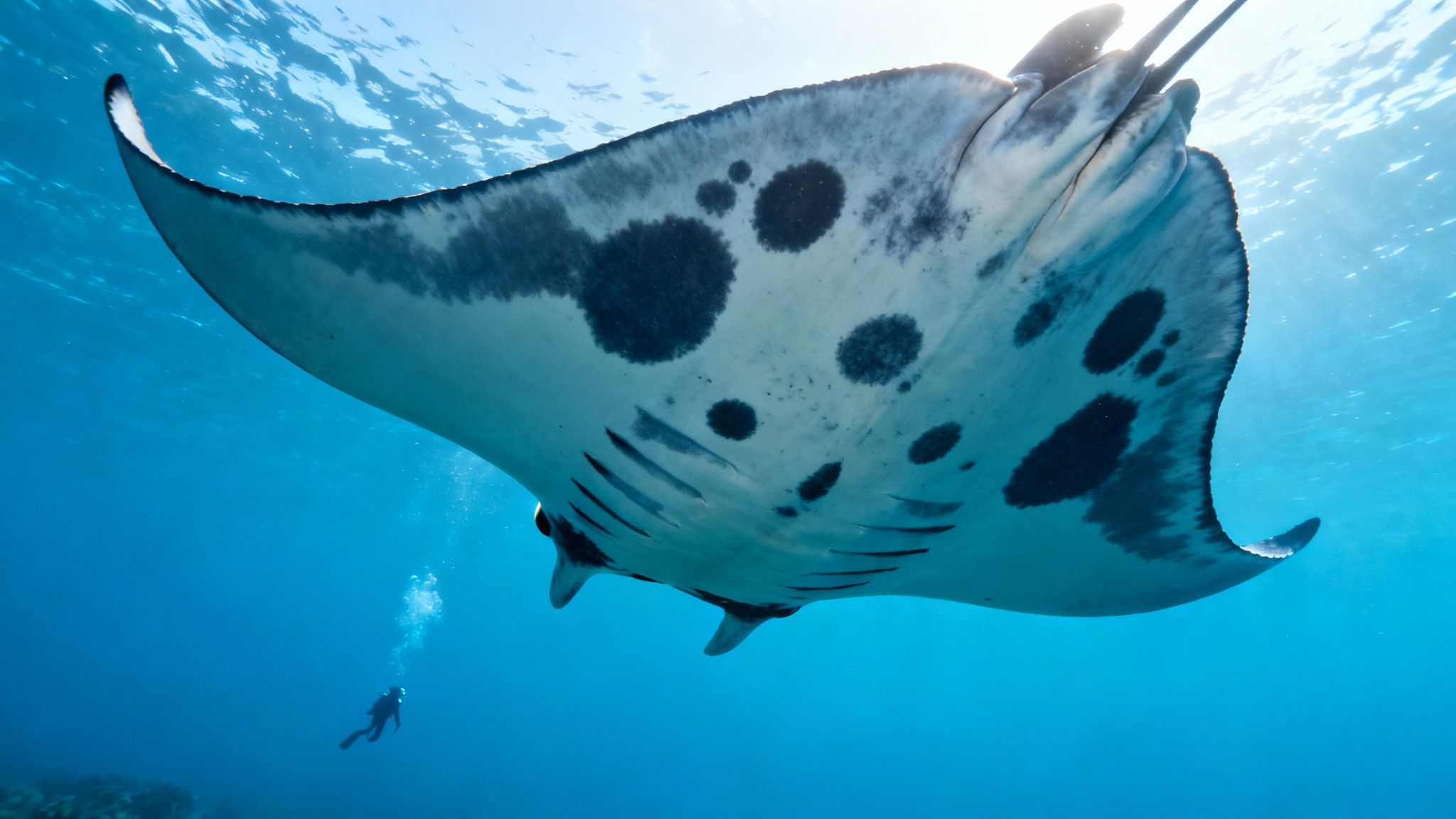 A beautiful manta ray glides through the clear blue Kona water.
