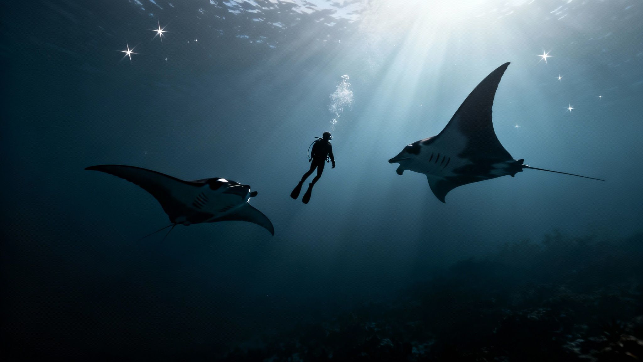 A scuba diver observes a large manta ray gliding gracefully in the dark ocean waters of Kona.