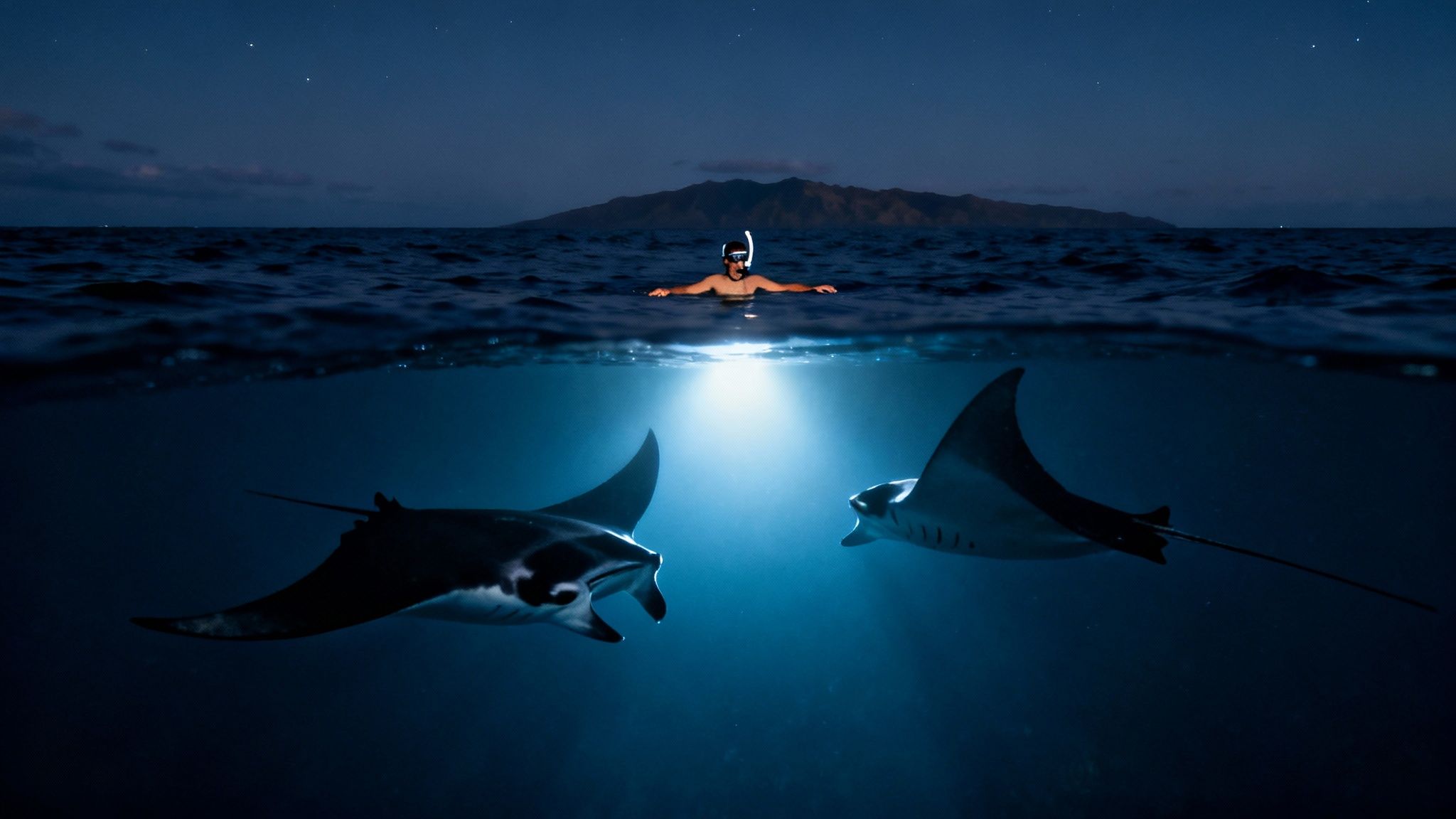 A person snorkeling at night with two manta rays, illuminated underwater, near a dark island.
