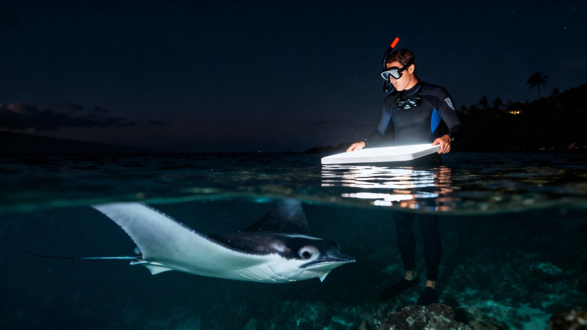 A group of snorkelers holding onto a light board at night, watching manta rays below.