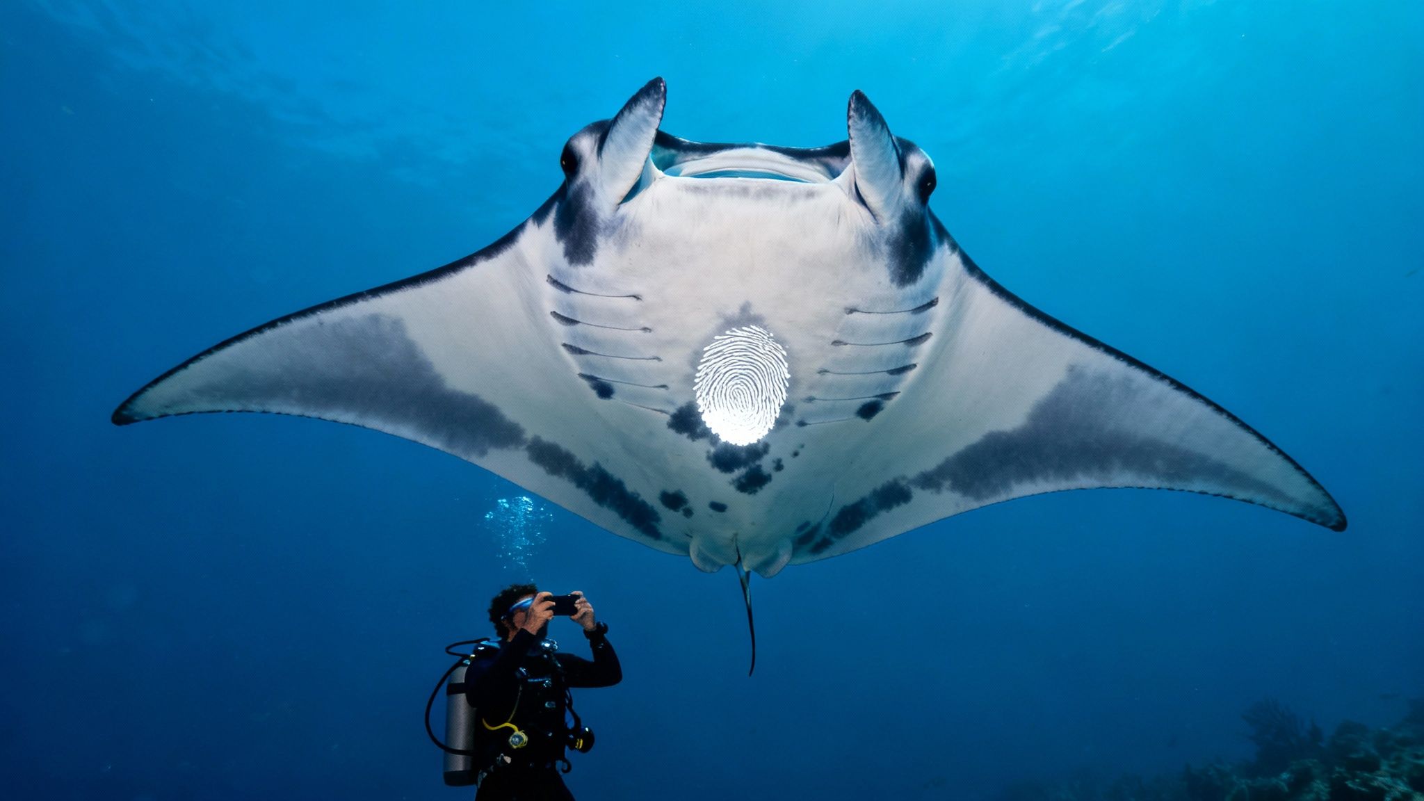 Scuba diver photographing majestic manta ray with distinctive white markings gliding overhead in blue ocean