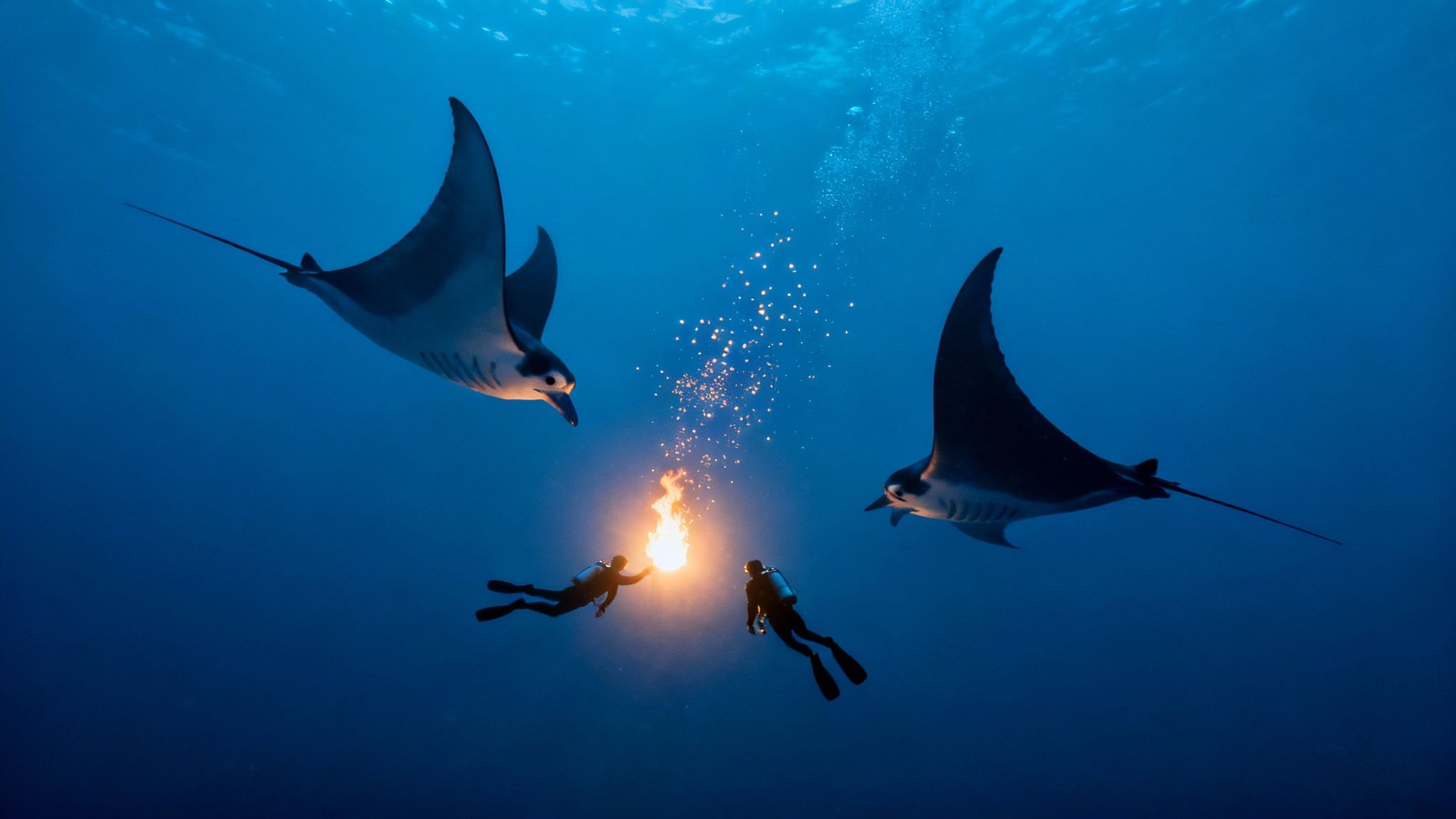 Two divers use a bright underwater light to attract majestic manta rays in the deep blue sea.