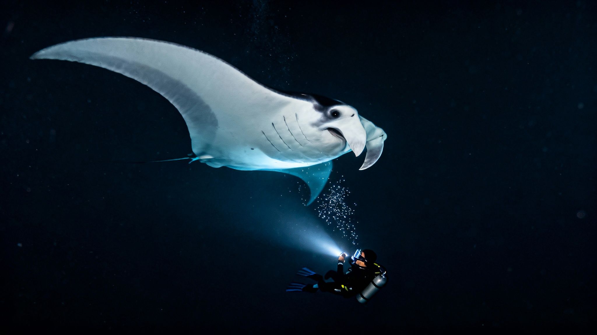 A diver with a bright flashlight illuminates a majestic manta ray swimming above in the dark ocean.