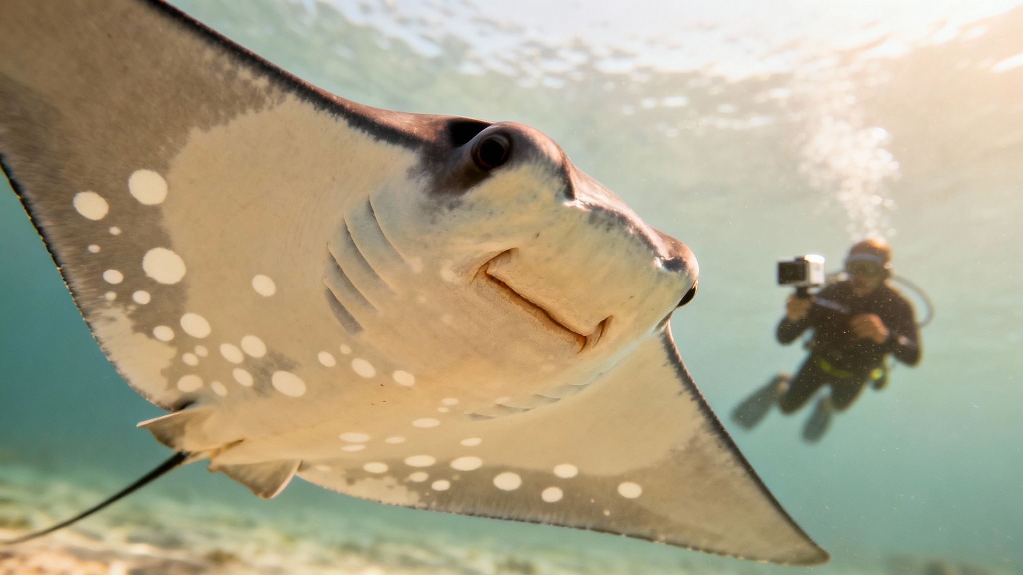 A close-up of a manta ray's underside, showing its unique spot pattern.