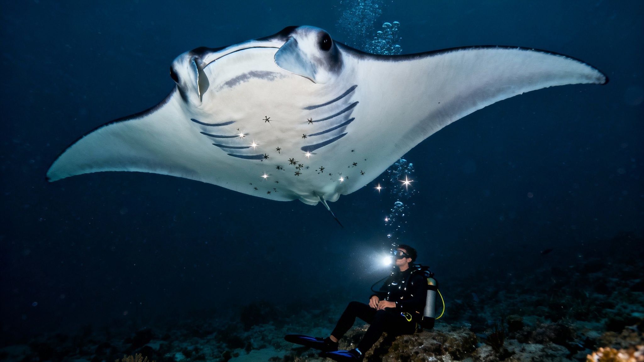 A manta ray glides just above scuba divers during a night dive in Kailua Kona, illuminated by their lights.