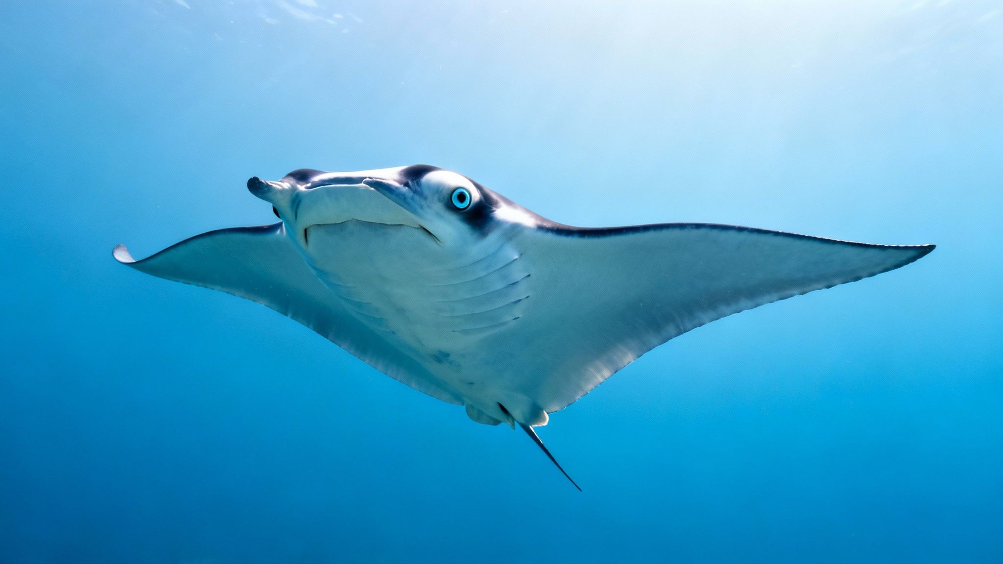 A graceful manta ray swims through the deep blue ocean, illuminated by a diver's light.