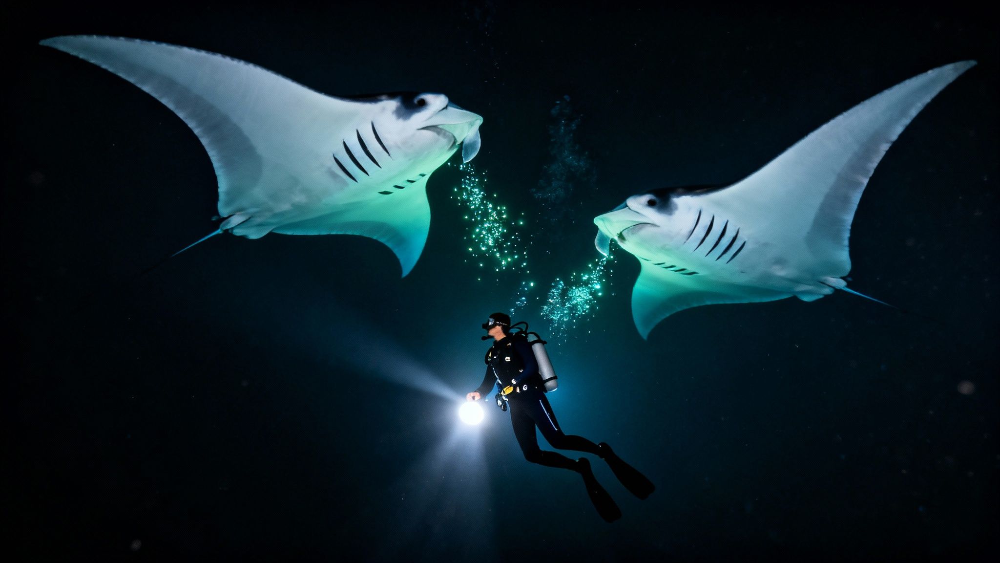 A scuba diver illuminates two giant manta rays underwater at night, surrounded by glowing particles.
