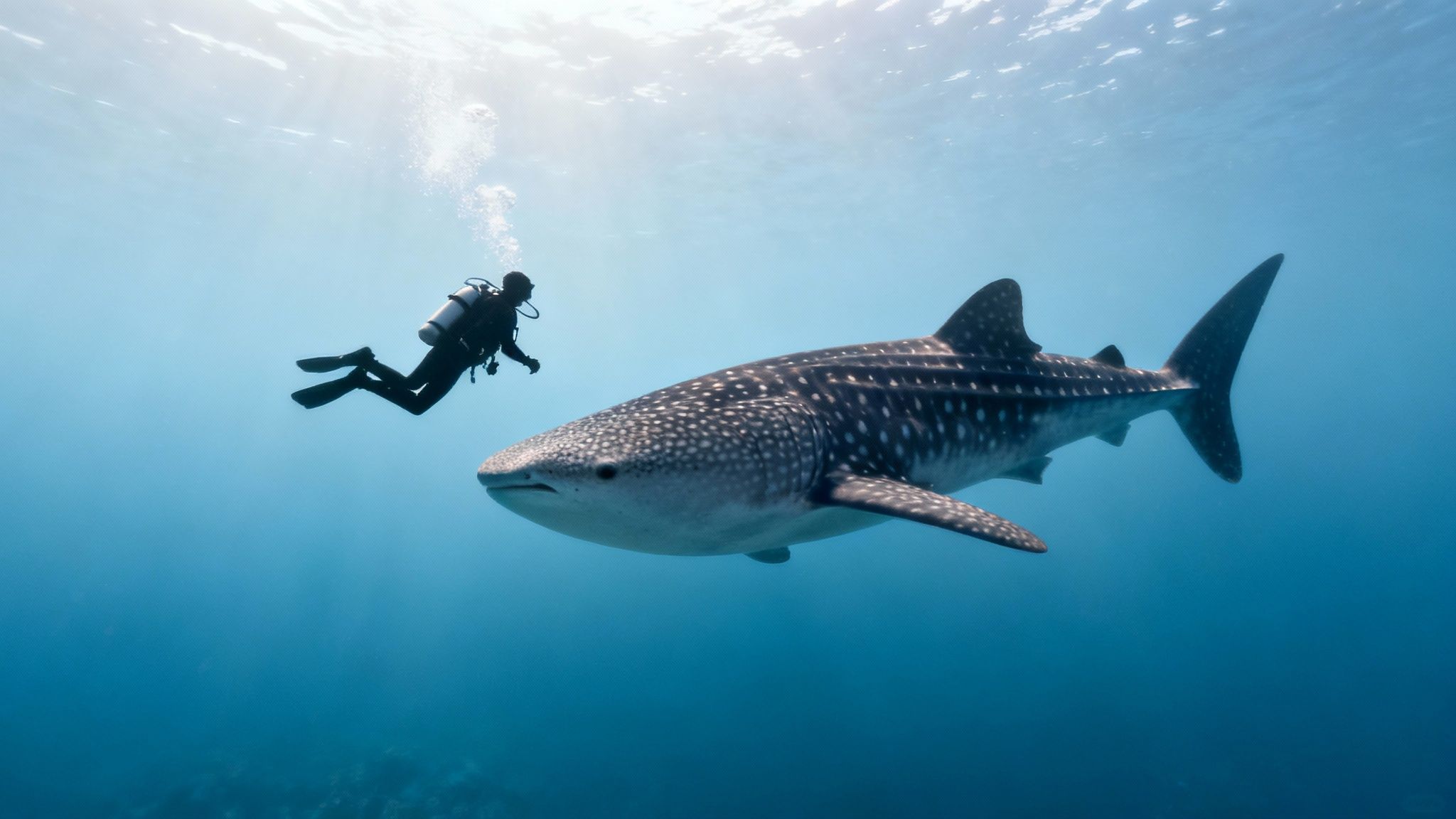 A scuba diver maintains a safe distance while observing a large whale shark swimming in clear blue water.