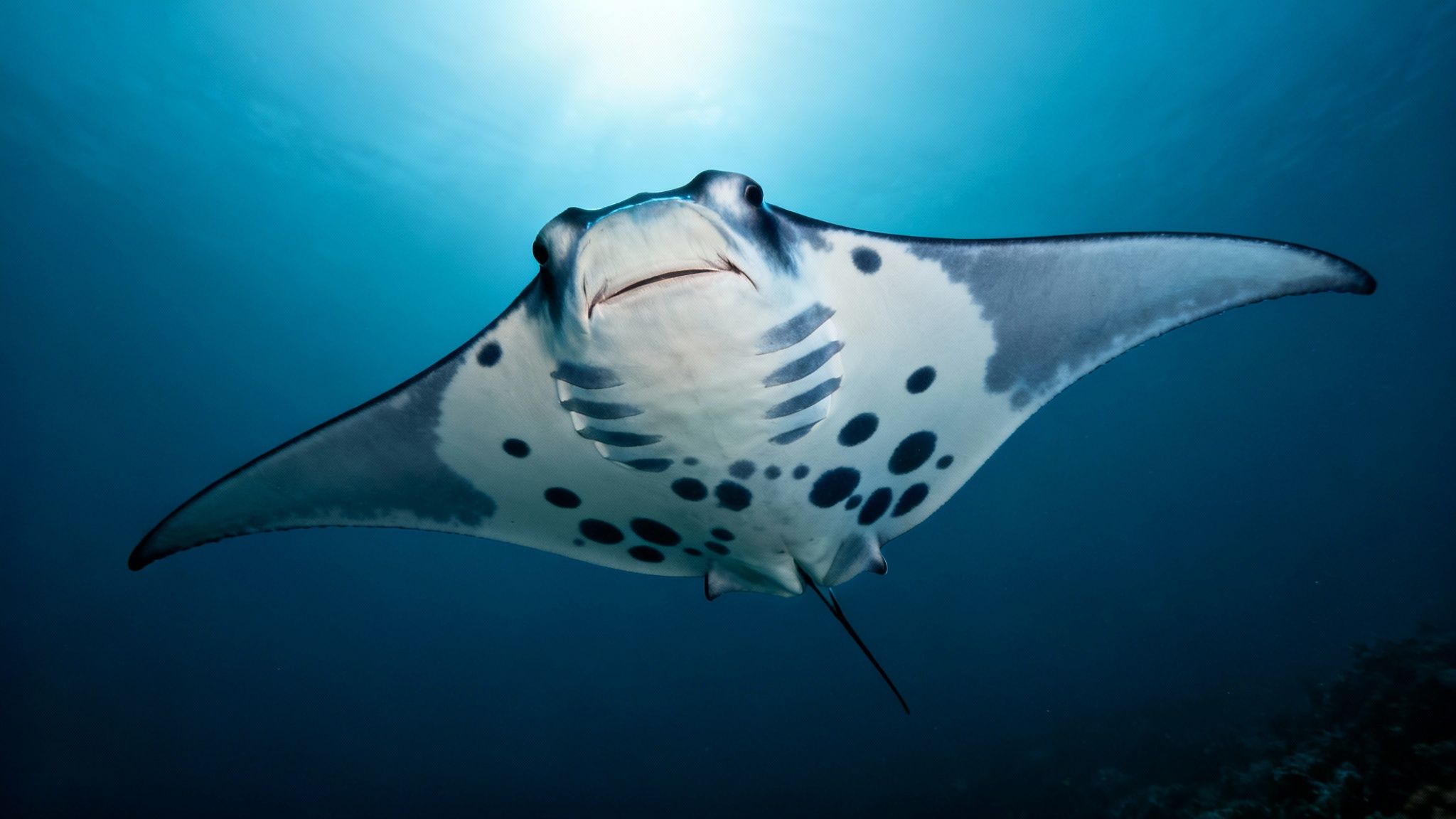 A manta ray gracefully glides through the dark ocean with its mouth open to feed on plankton.
