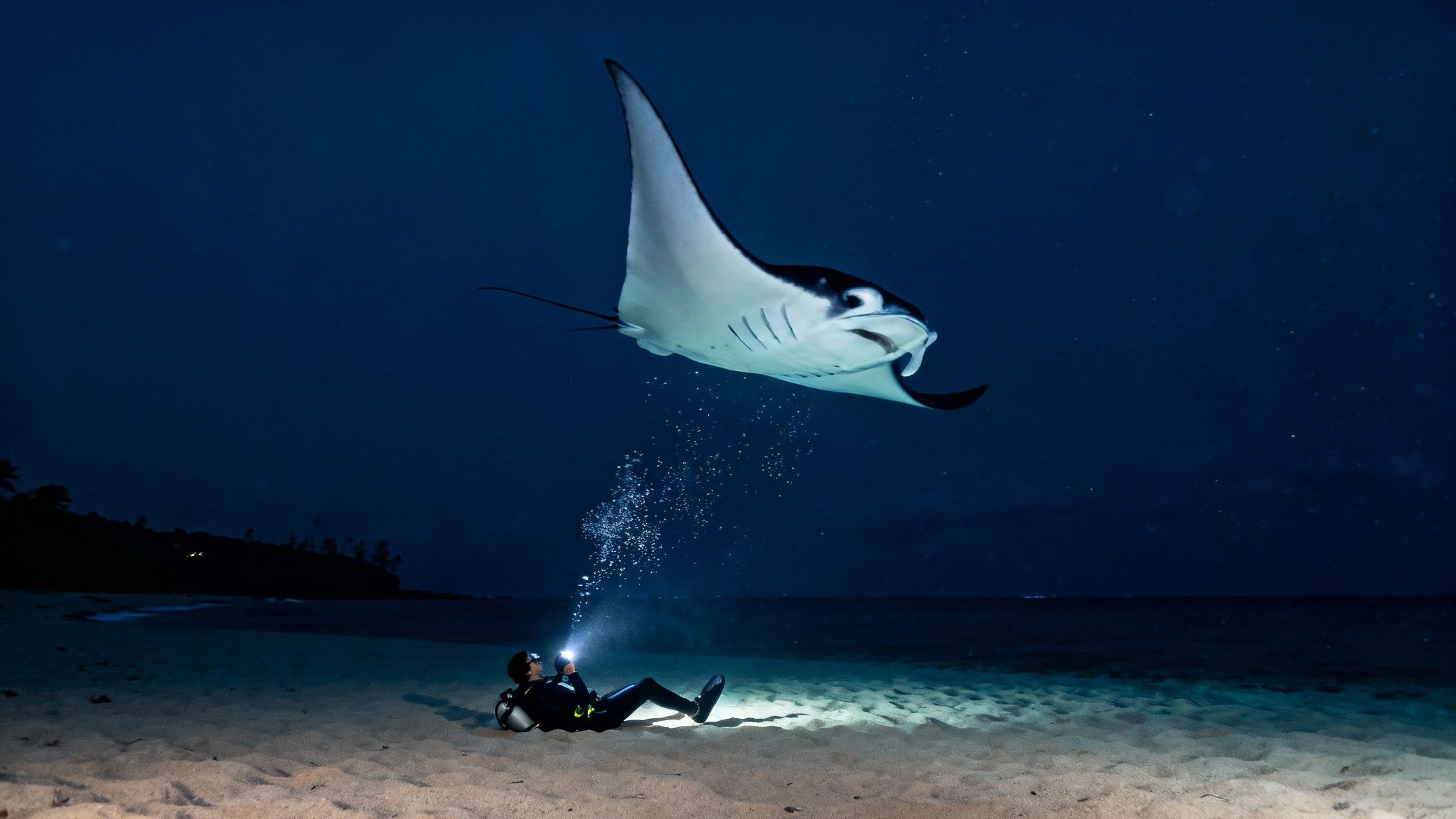 A scuba diver observes a manta ray swimming overhead during a night dive in Kailua Kona