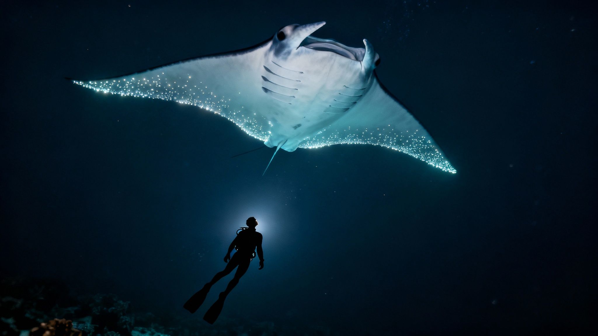 Scuba diver swimming beneath large manta ray illuminated by bioluminescent plankton at night