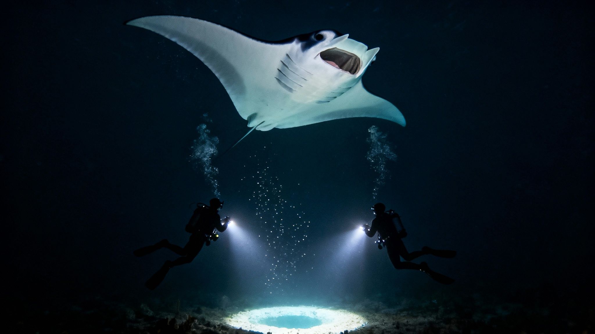 Two scuba divers shine lights upwards from the ocean floor, attracting a large manta ray feeding at night.