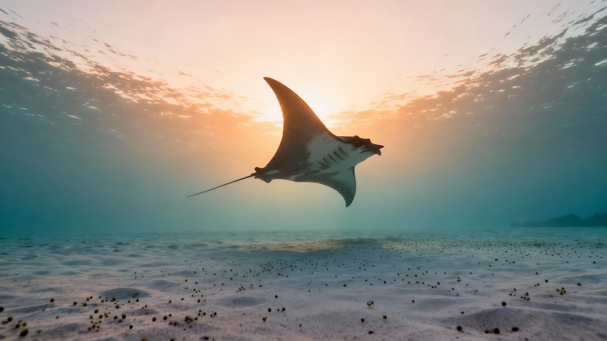 A manta ray gracefully swims in the dark ocean waters of Kona, illuminated by dive lights.