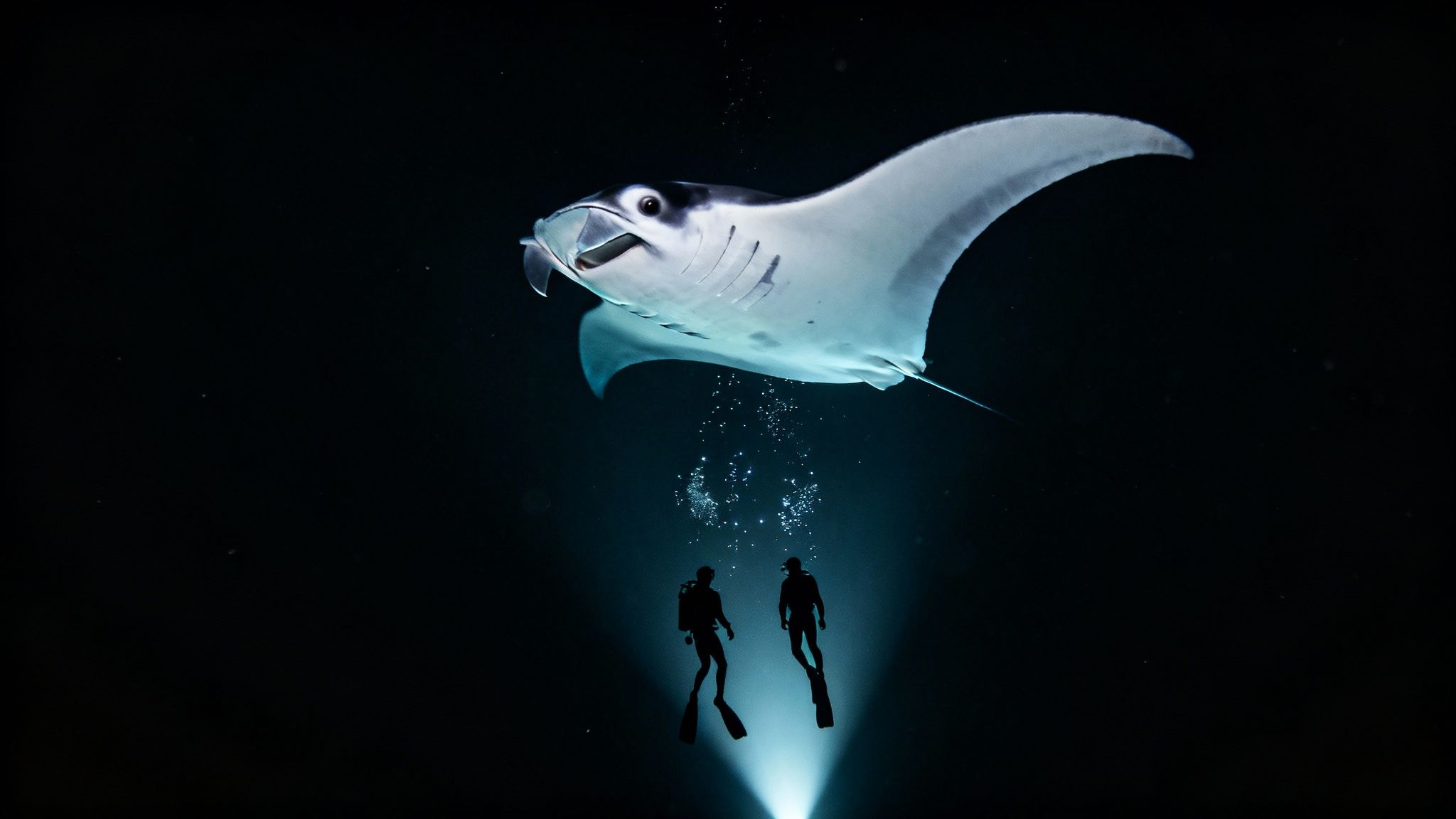 A majestic manta ray gracefully swims above two scuba divers in the dark ocean depths.