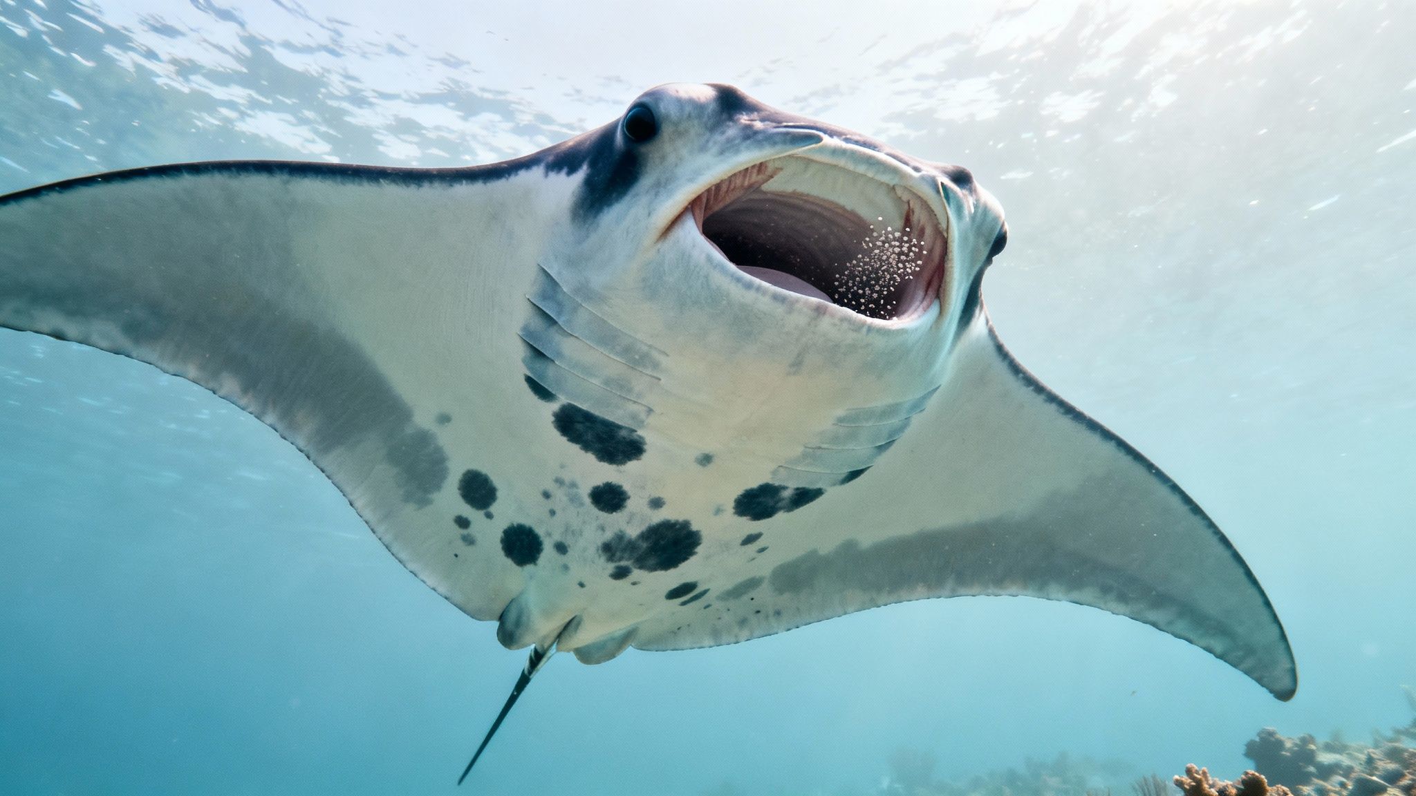 A manta ray glides gracefully through dark blue water, its white belly contrasting with the deep ocean.