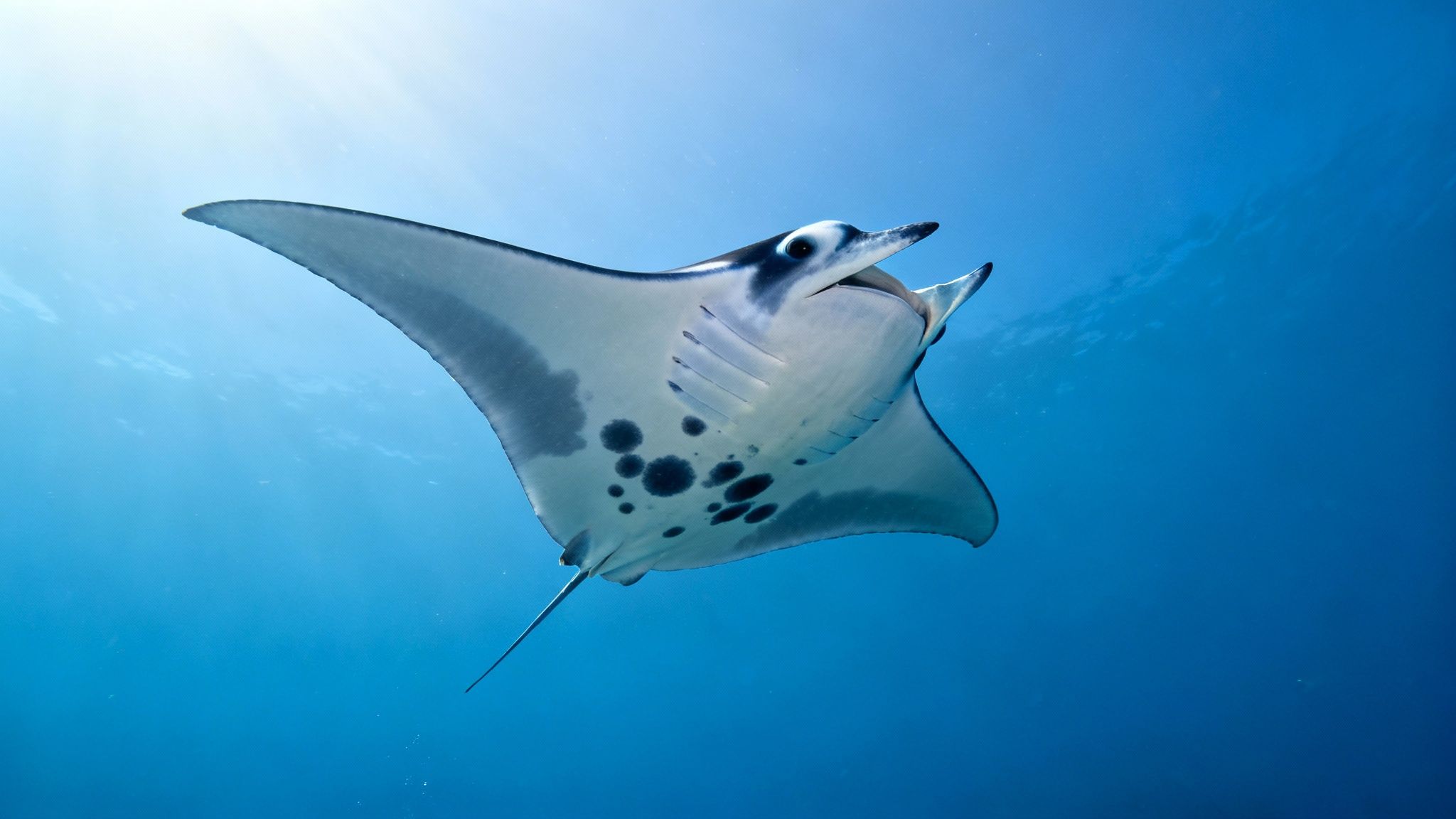 A close-up shot of a reef manta ray swimming in the clear blue waters of Kona, with its unique belly spot pattern visible.