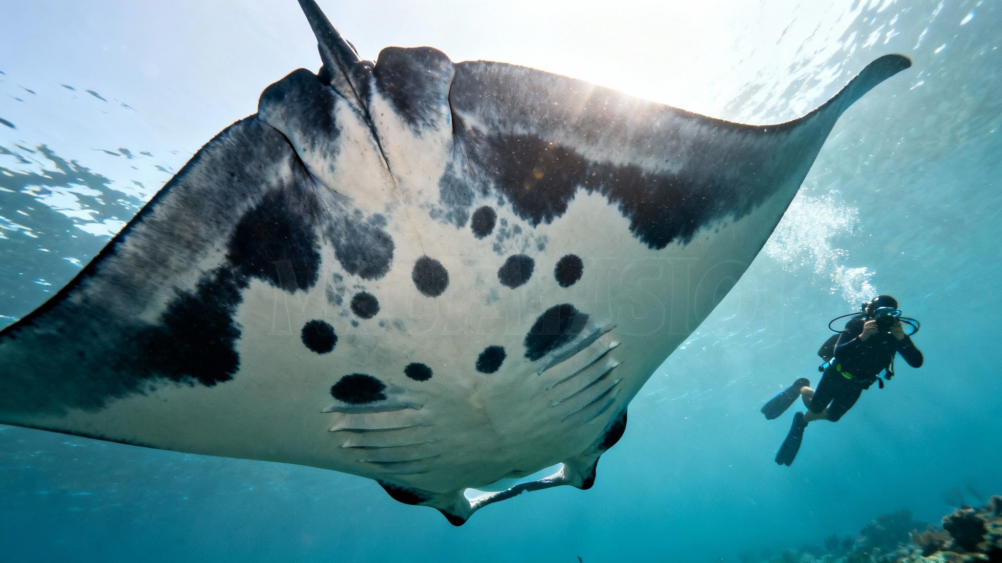 A close-up of a manta ray's underside, showing the unique black spot patterns used for identification.