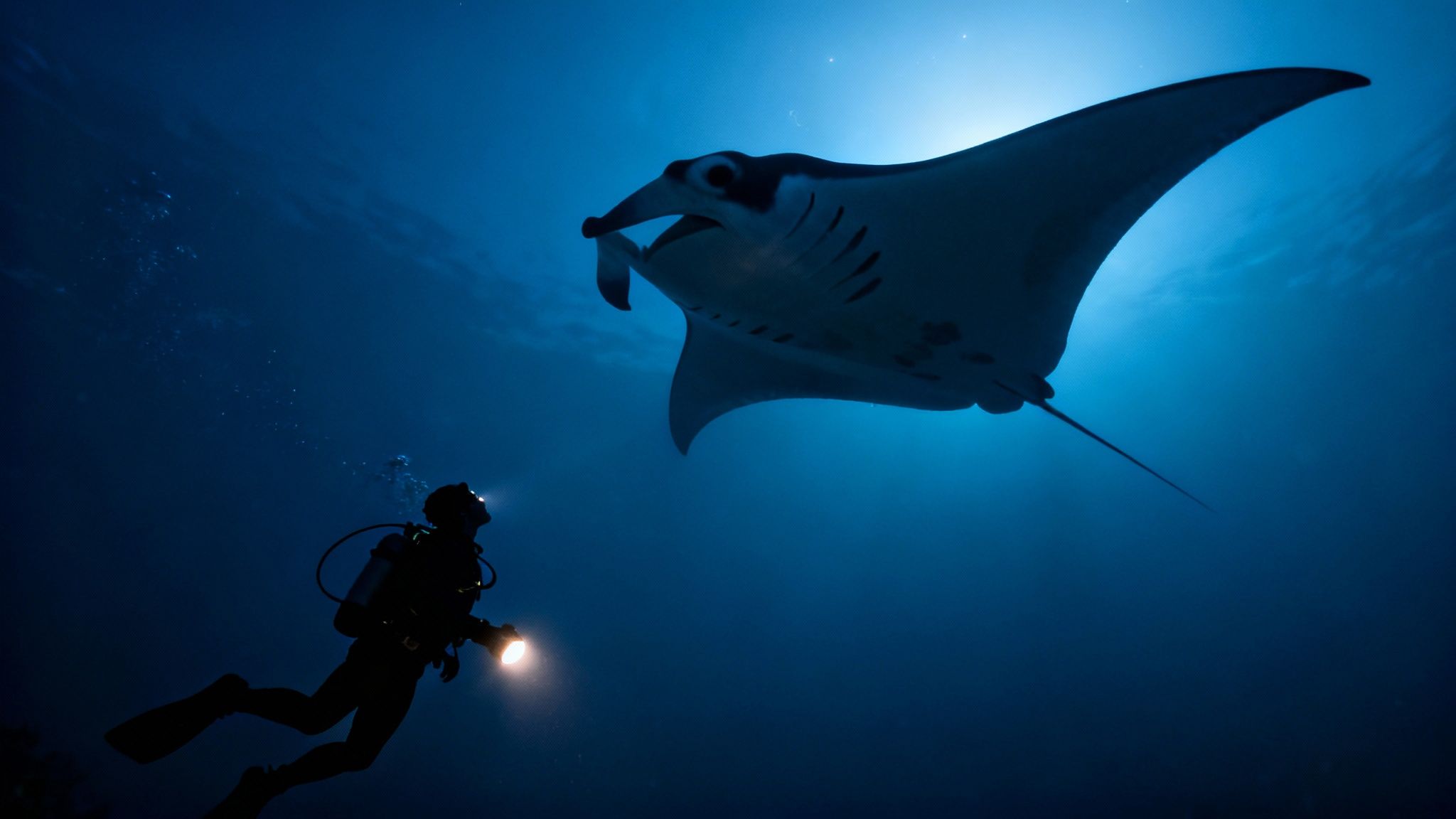 A diver with a torch looks up at a massive manta ray in deep blue ocean waters.
