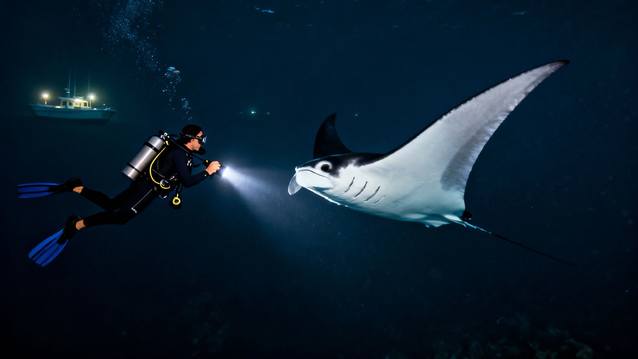 A scuba diver illuminates a majestic manta ray with a flashlight during a night dive.