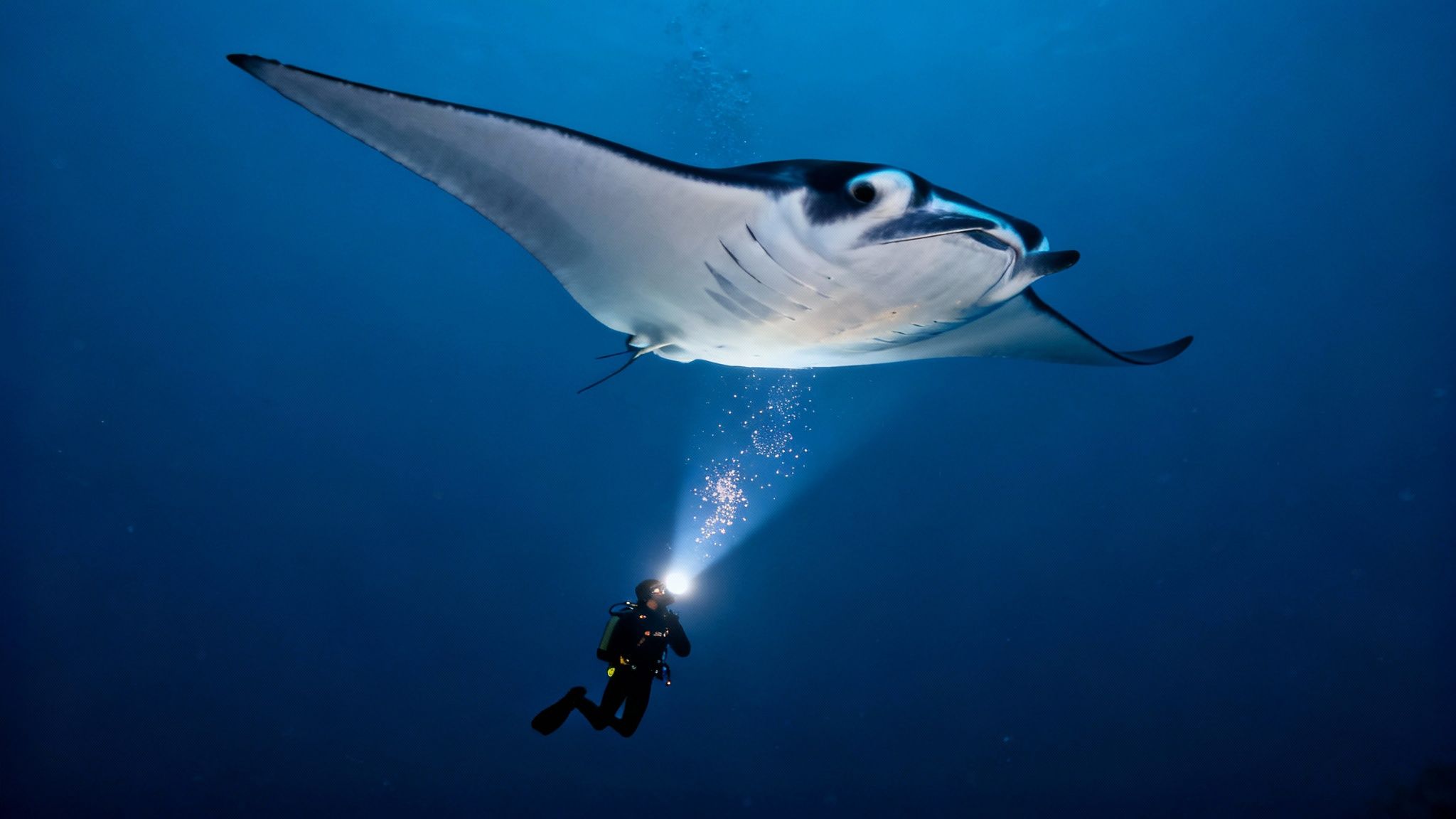 A large manta ray swimming at night with divers' lights illuminating it from below