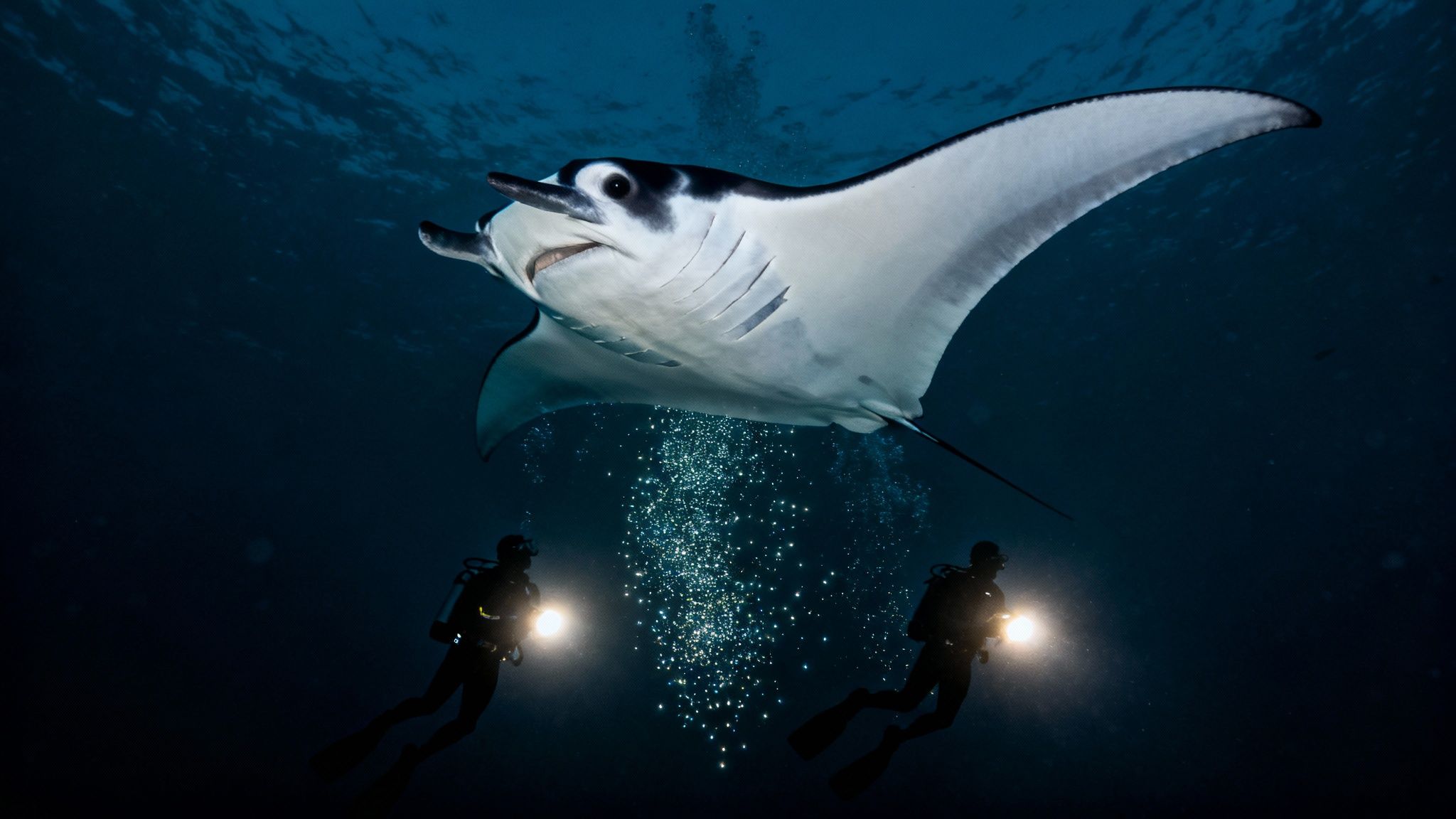 Two divers illuminate a majestic manta ray swimming gracefully in deep blue water.
