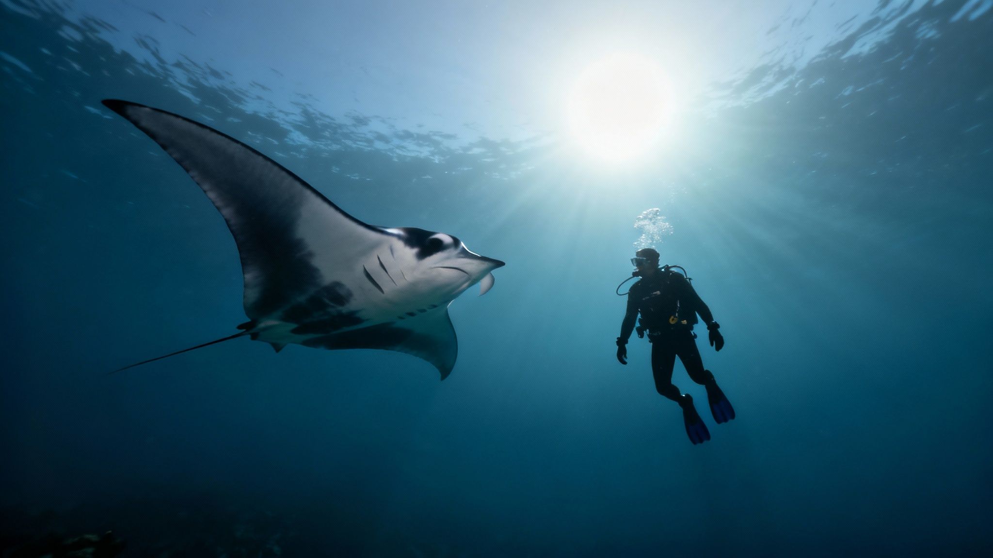 A group of divers observing a manta ray responsibly from the ocean floor in Kona.