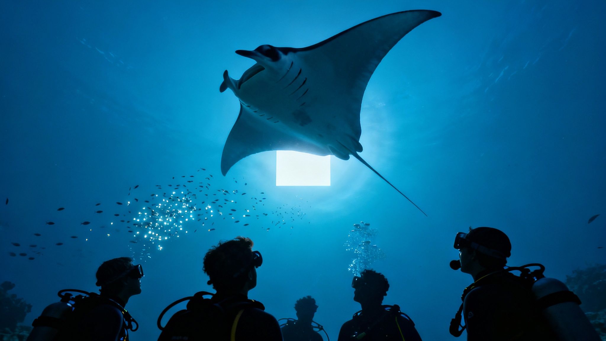 A large manta ray glides through dark water, its white underbelly illuminated by dive lights.