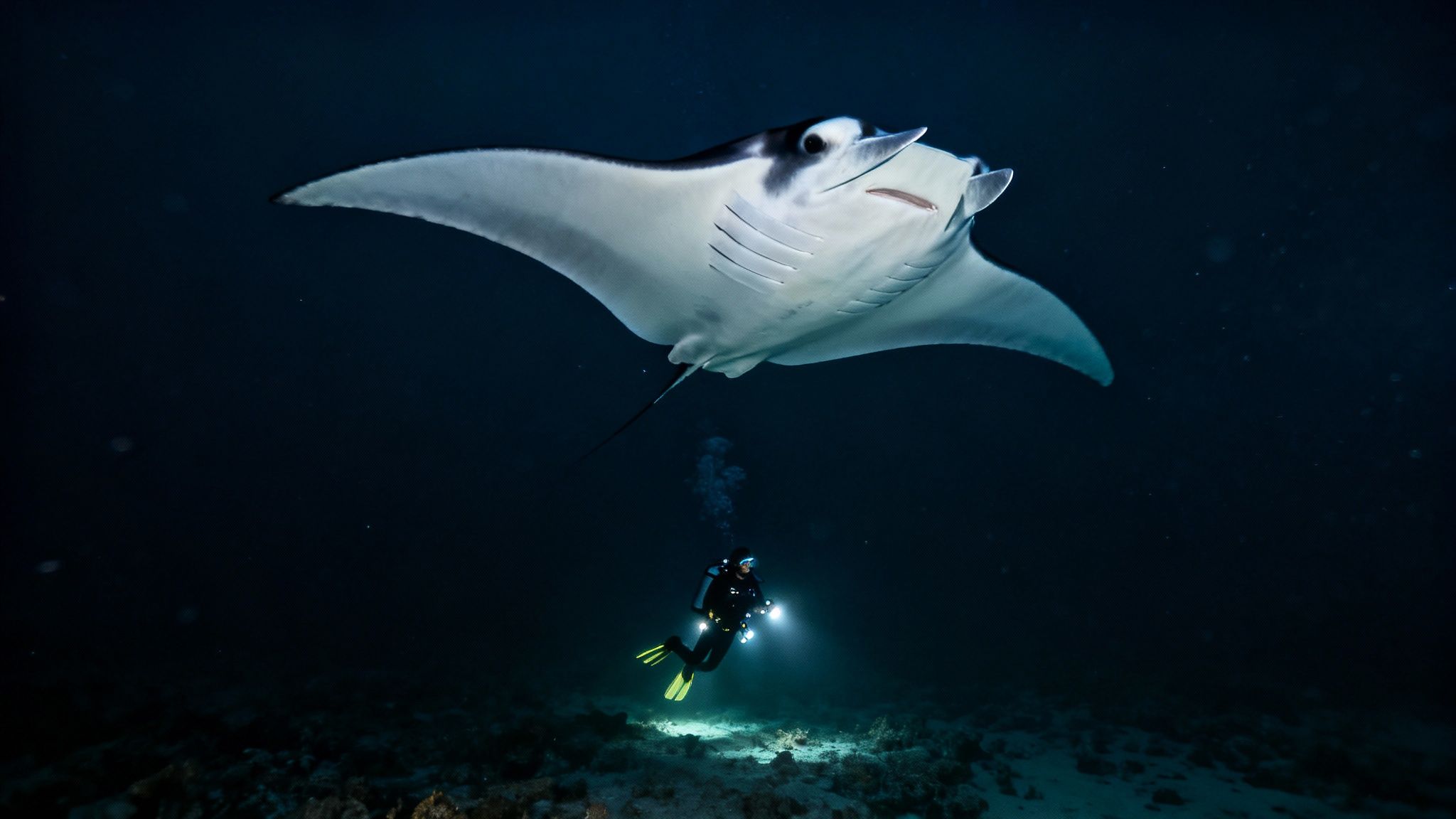 A manta ray glides gracefully over a group of scuba divers during a night dive in Kona.