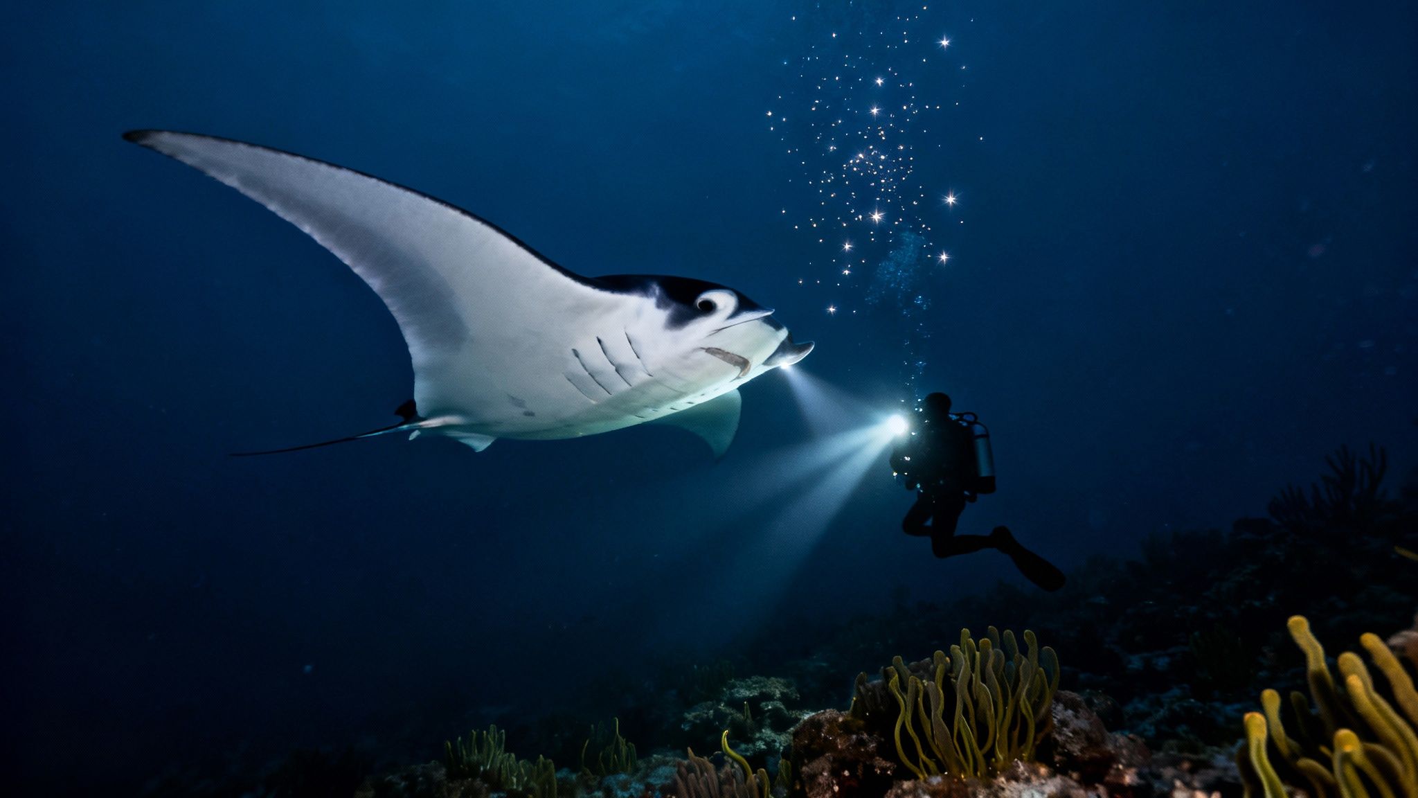 A diver illuminates a majestic manta ray swimming gracefully in the deep blue ocean, with coral reef below.