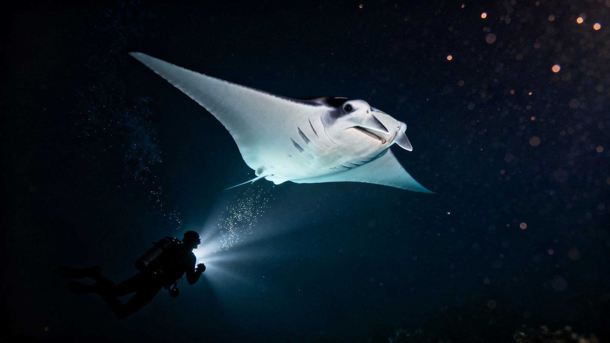 A massive manta ray glides gracefully over scuba divers during the world-famous night dive in Kona, Hawaii.